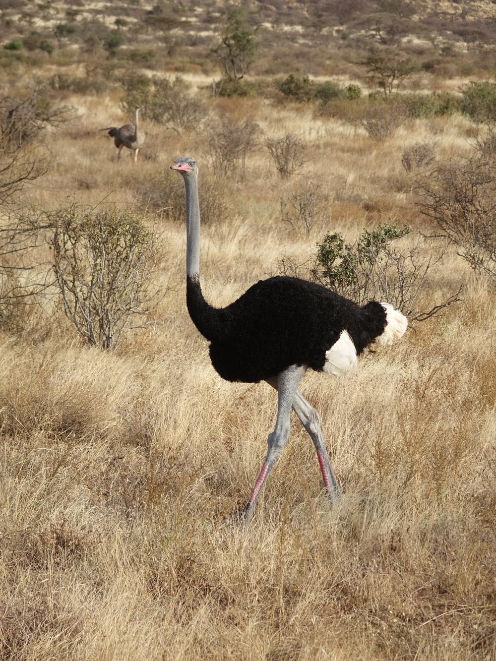1000x1333 Ostrich Picture. Download Free Image