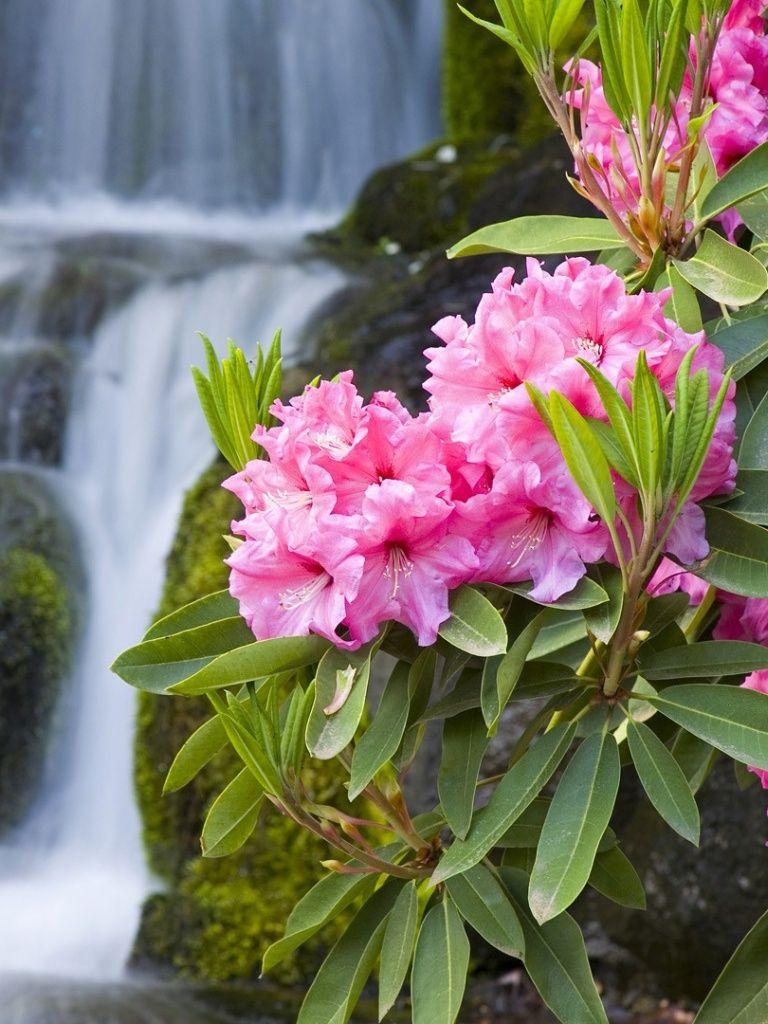 Pink Waterfall Wallpapers Top Free Pink Waterfall Backgrounds Wallpaperaccess 0332