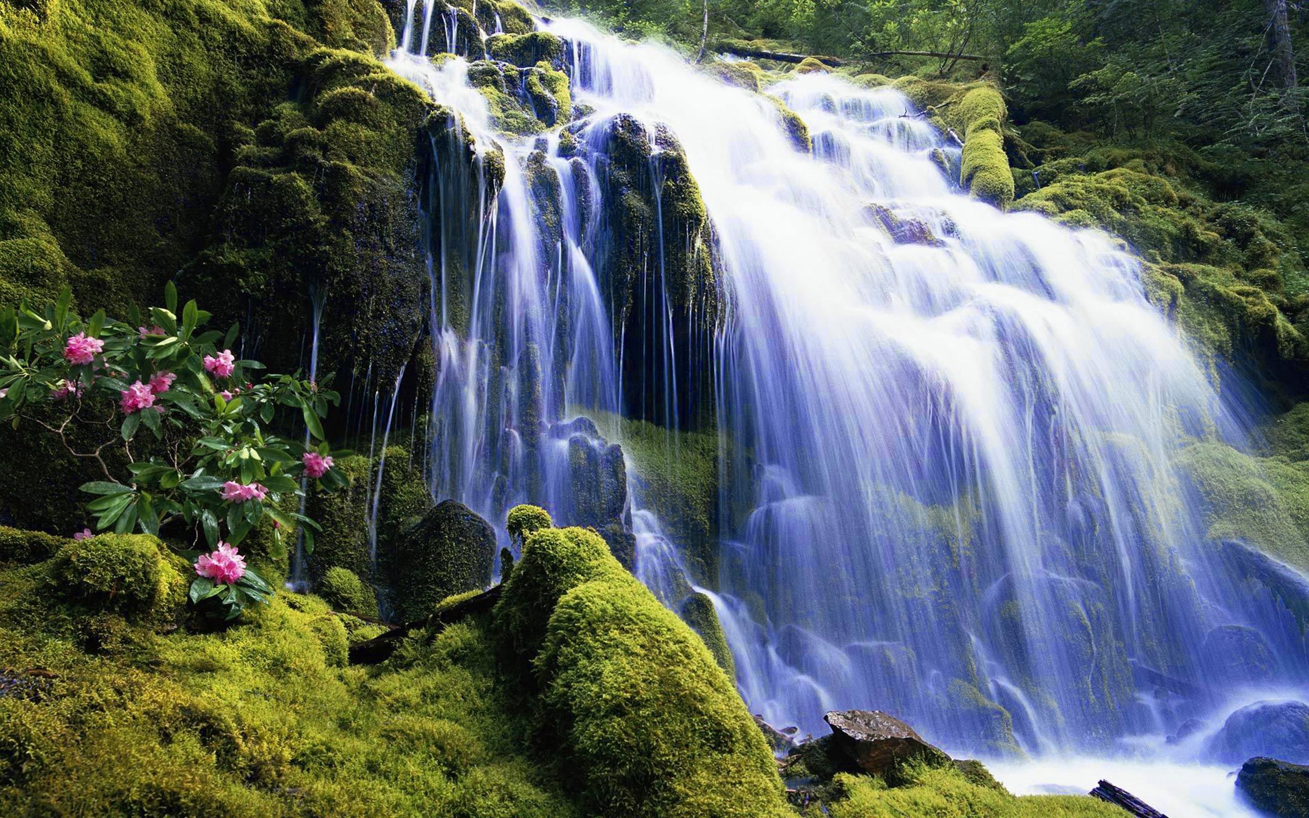 2560x1600 Earth Flower Forest Moss Rock Tree Waterfall Wallpaper:2560x1600