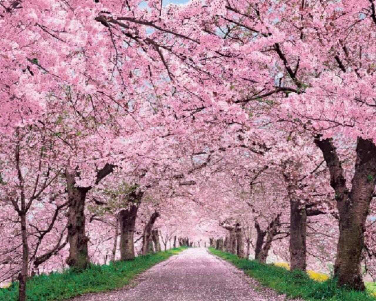 1280x1024 Japanese Cherry Blossom Trees Wallpaper, Image, Background, Picture