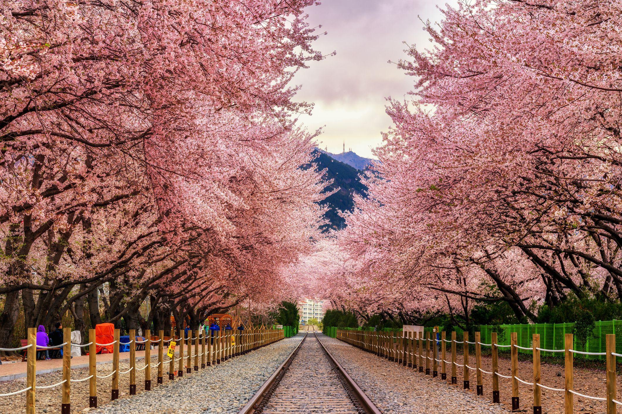 2121x1414 Best Cherry Blossom Cities In The World—Where to See Cherry Blossoms