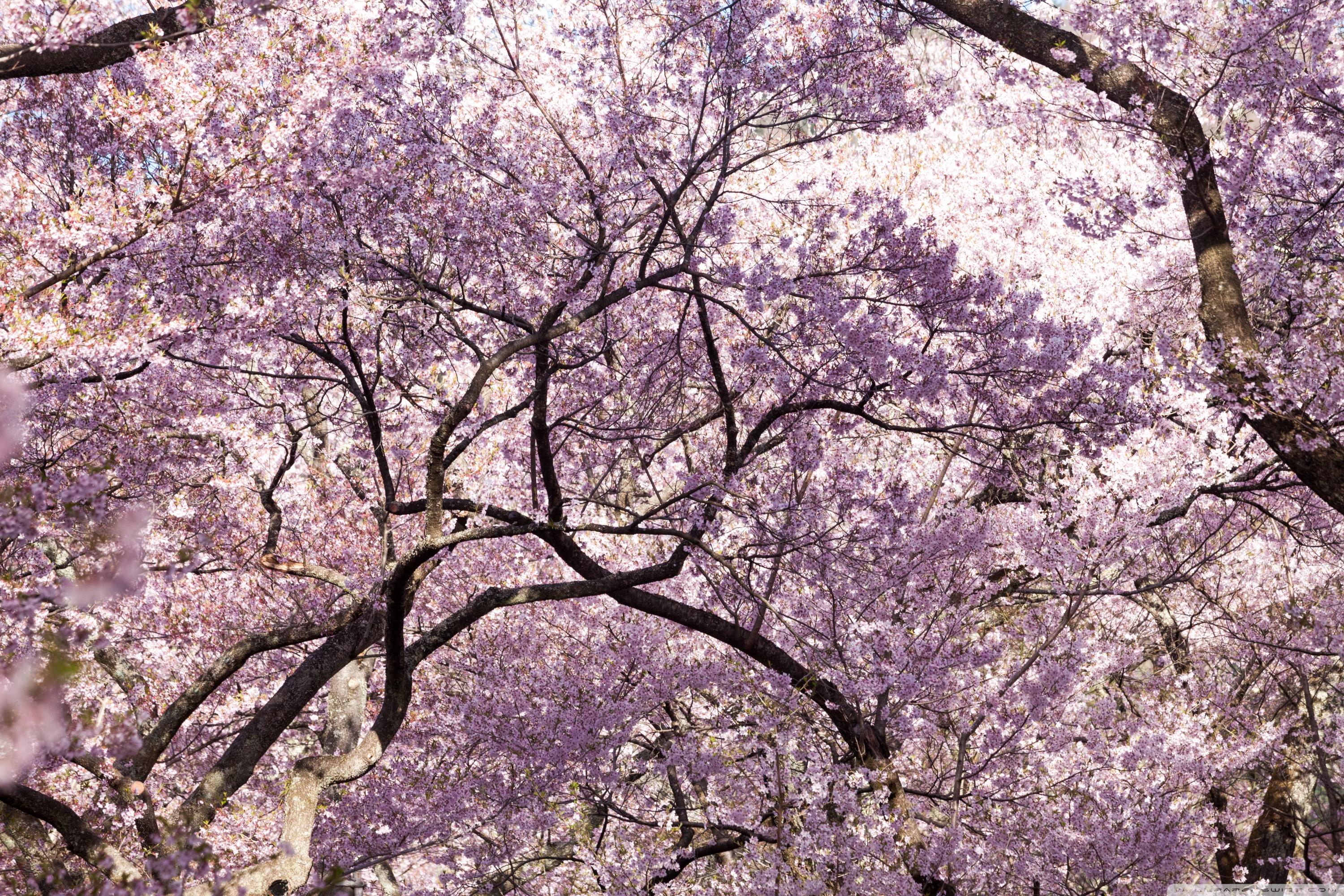 3000x2000 Pink Cherry Blossom Tree Japan Ultra HD Desktop Background Wallpaper for 4K UHD TV : Widescreen & UltraWide Desktop & Laptop : Multi Display, Dual & Triple Monitor : Tablet