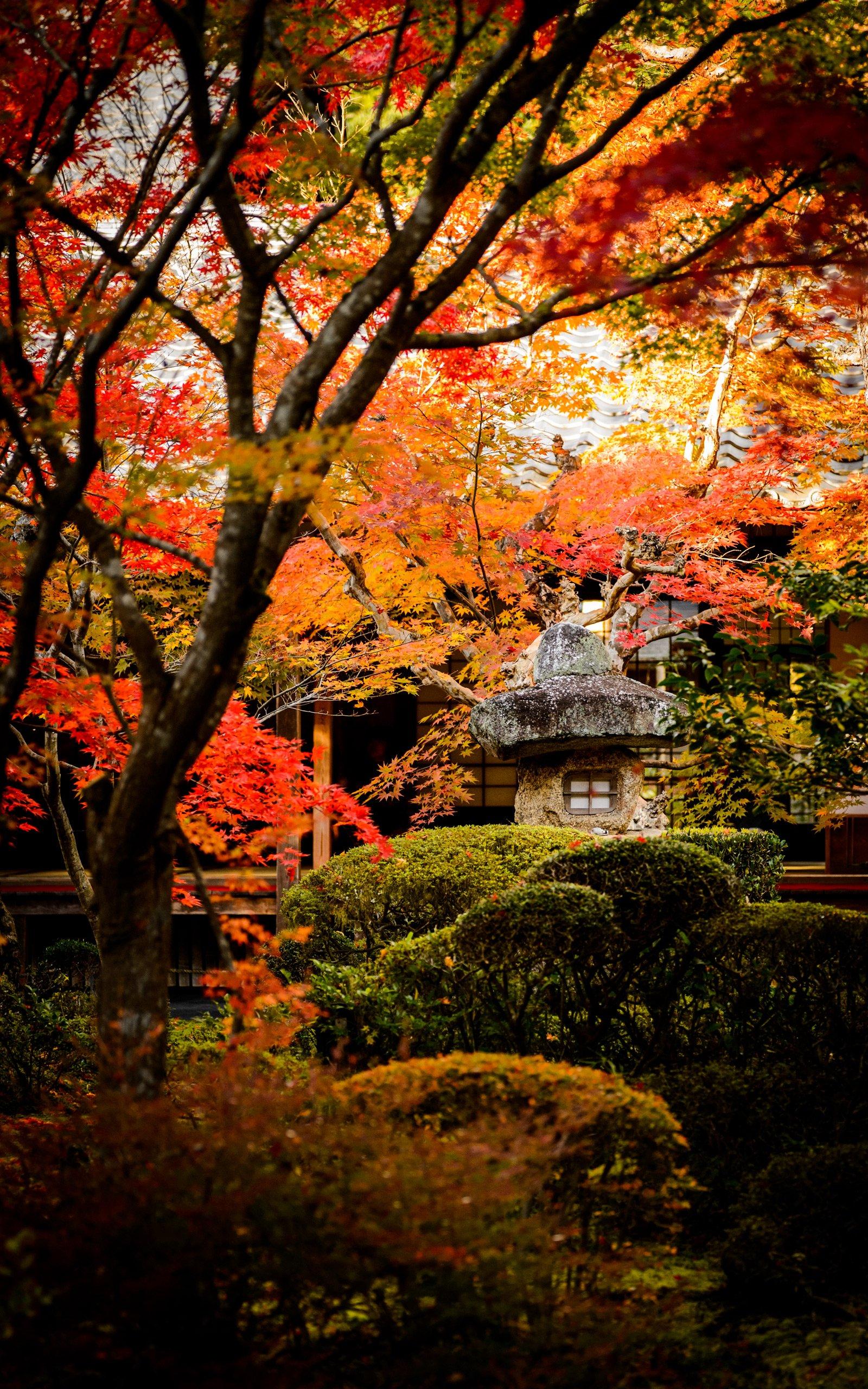 1600x2560 Autumn Zen Garden Wallpaper