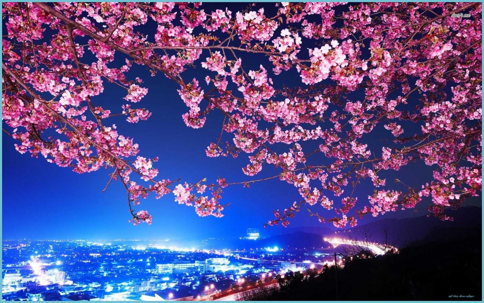 1629x1018 Sakura Night Wallpaper Cherry Blossom Wallpaper