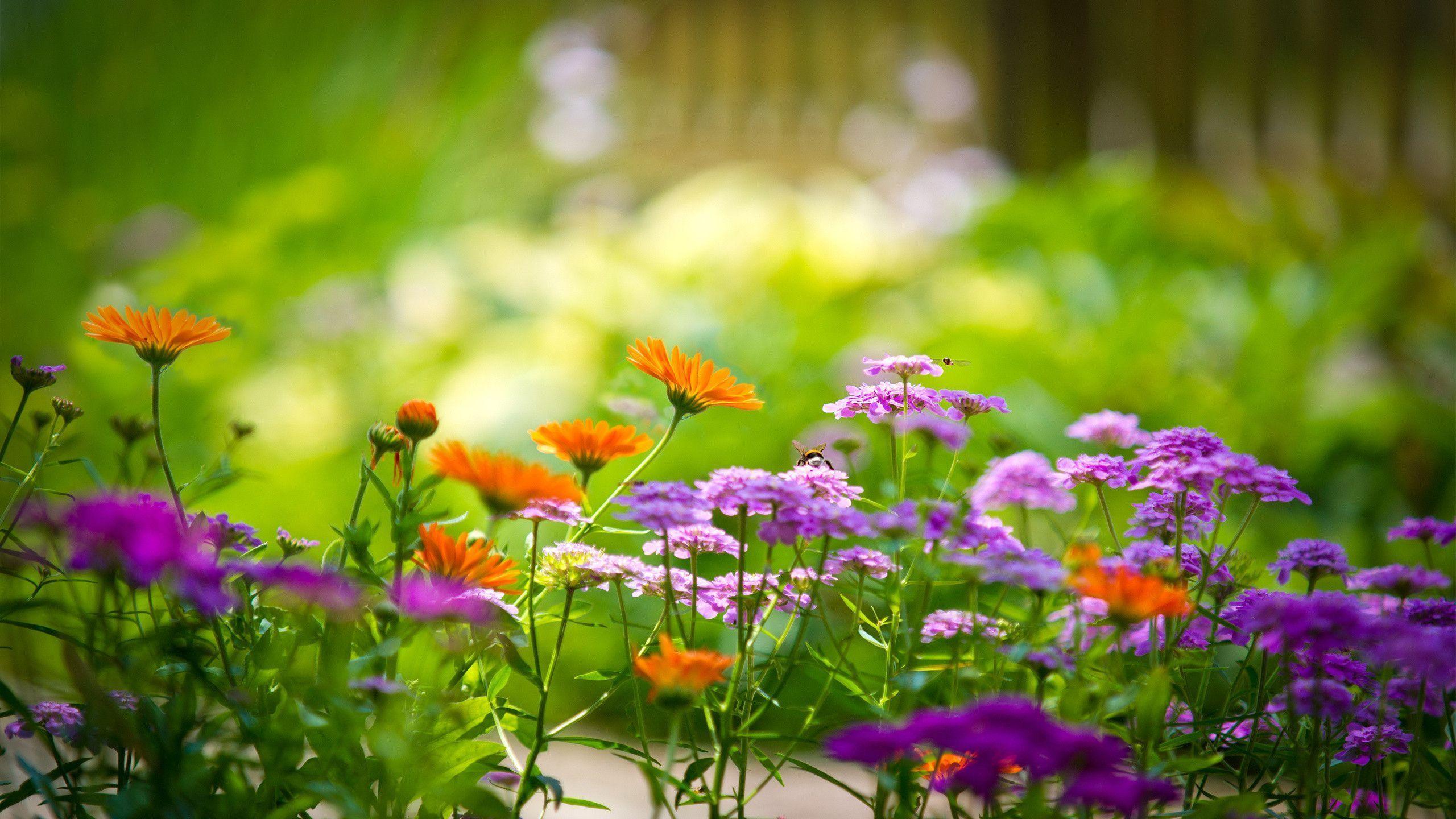 2560x1440 Fall Flower Garden Wallpaper