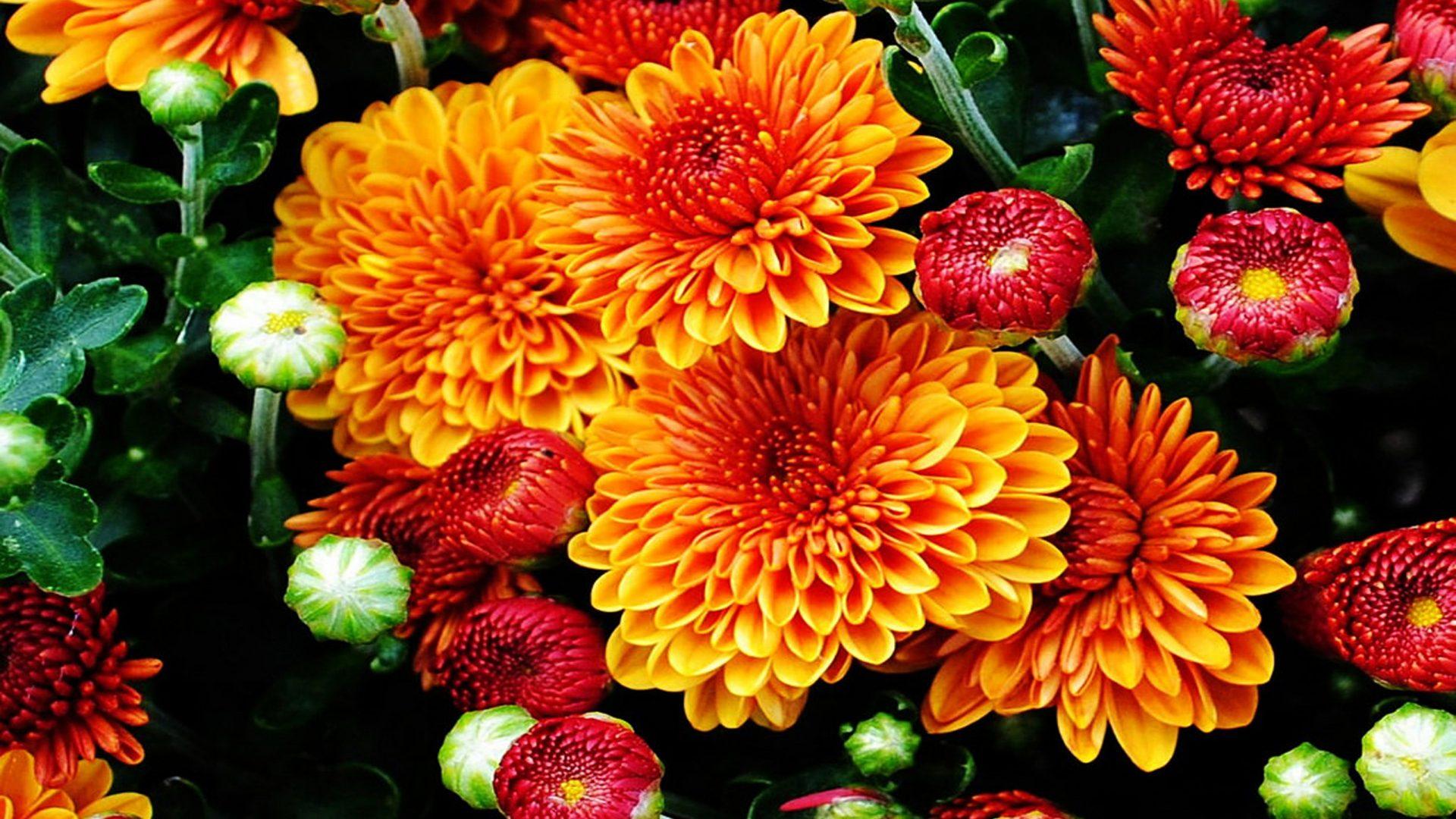 1920x1080 Fall Mums Colored Flowers From The Garden With A Beautiful Color Wallpaper HD 1920x1200 :