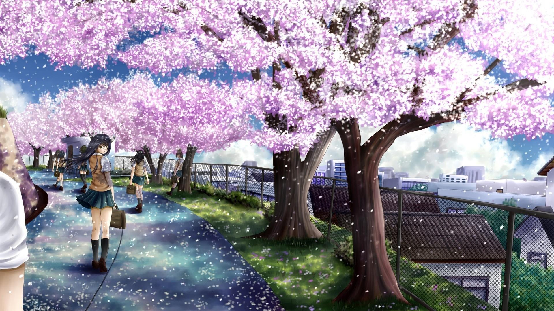 1920x1080 Japanese Cherry Blossom Wallpaper 1920×1080