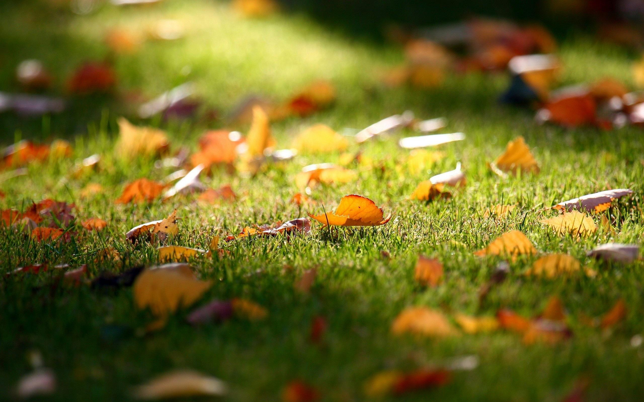 2560x1600 Autumn Leaves Garden