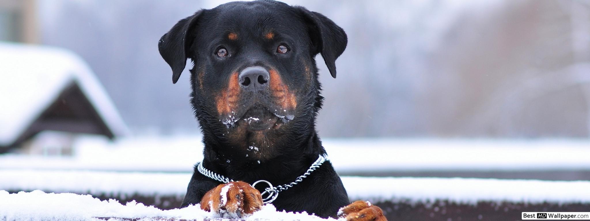2048x768 Rottweiler In Winter