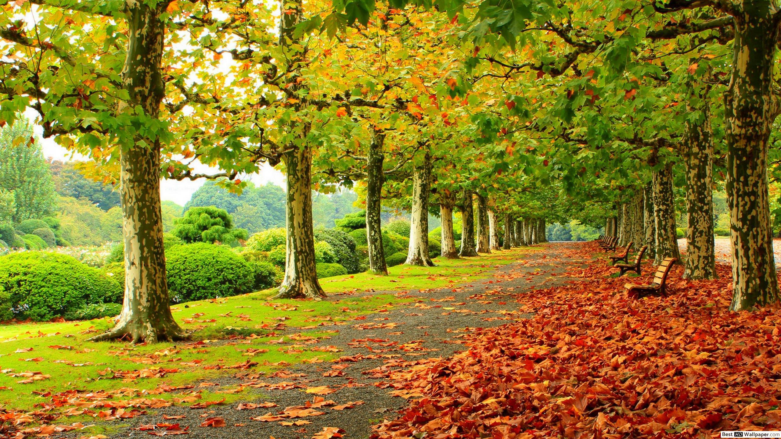 2560x1440 Amazing Autumn Background HD wallpaper download