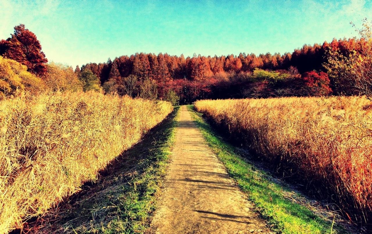 1280x804 Autumn Dreams Road wallpaper. Autumn Dreams Road