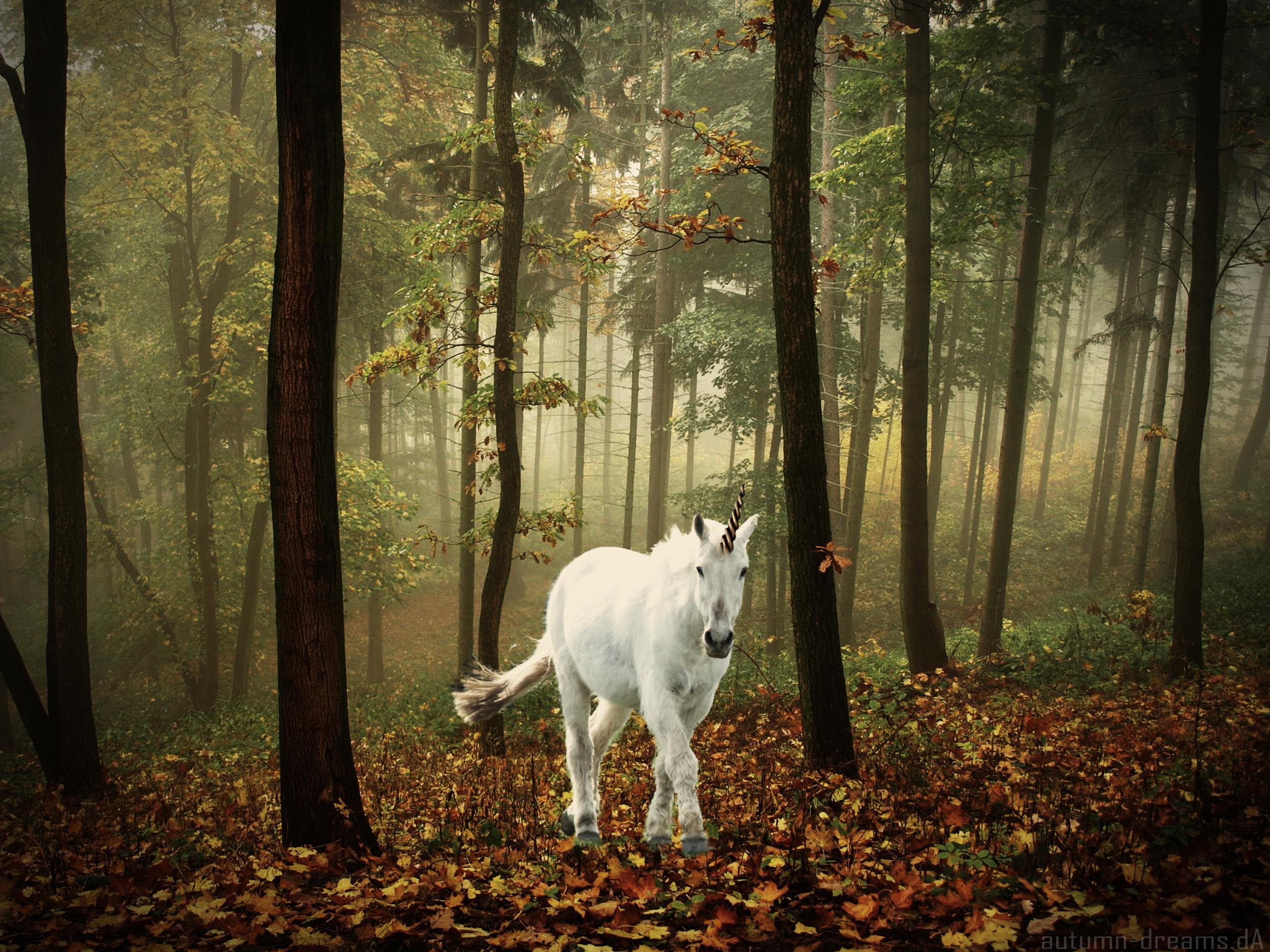 2500x1875 unicorn, Horse, Magical, Animal, Autumn, Forest Wallpaper HD / Desktop and Mobile Background