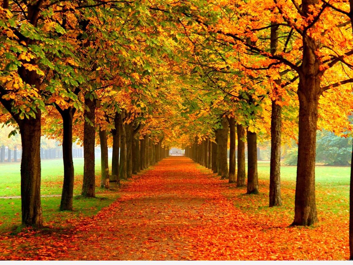 1152x864 Best Autumn Background Quotes Image Desktop Background