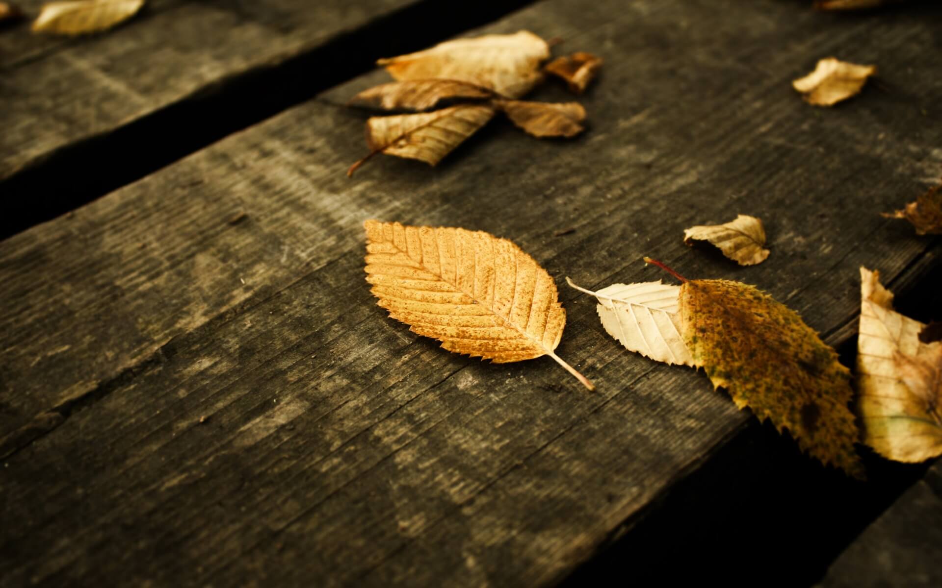 1920x1200 Autumn Wallpaper (35). 傳奇時代
