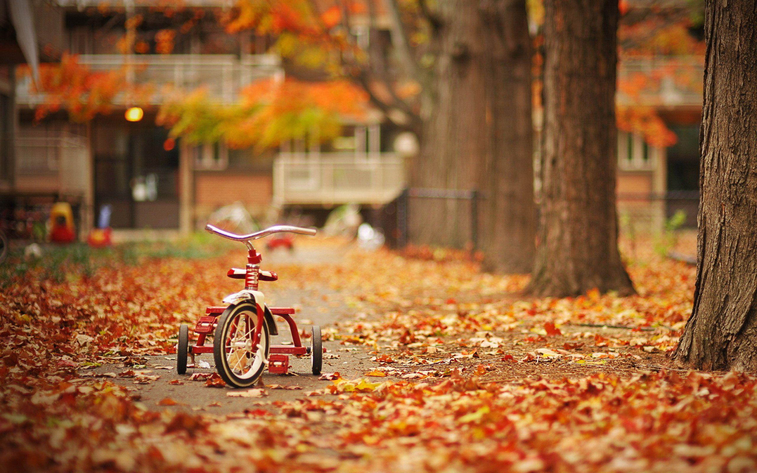 2560x1600 Autumn Dream