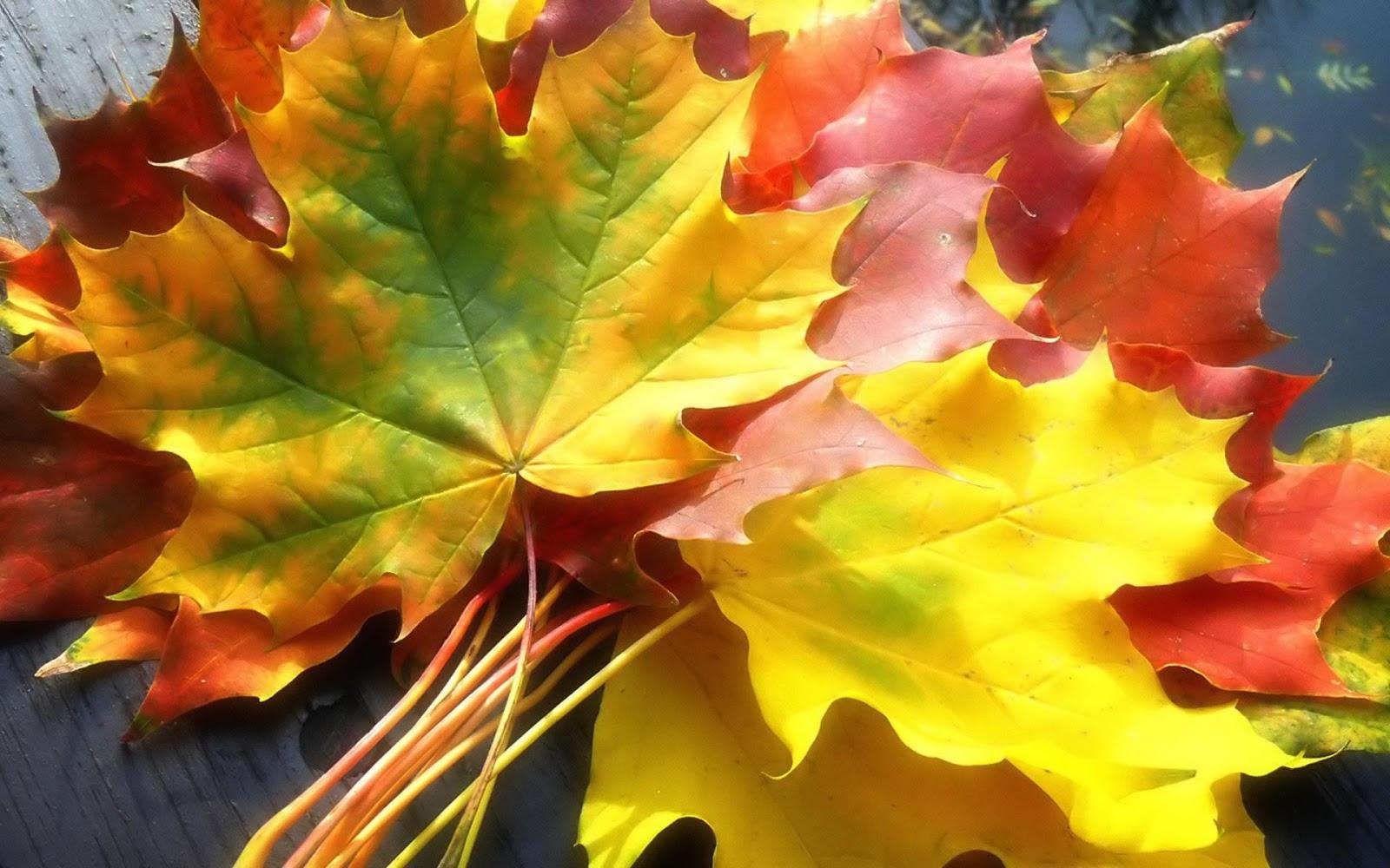 1600x1000 Free download Red Autumn Leaves Wallpaper HD Neptunes Dreams [1600x1000] for your Desktop, Mobile & Tablet. Explore HD Fall Leaves Wallpaper. Free Fall Wallpaper For Desktop, Free Fall Wallpaper