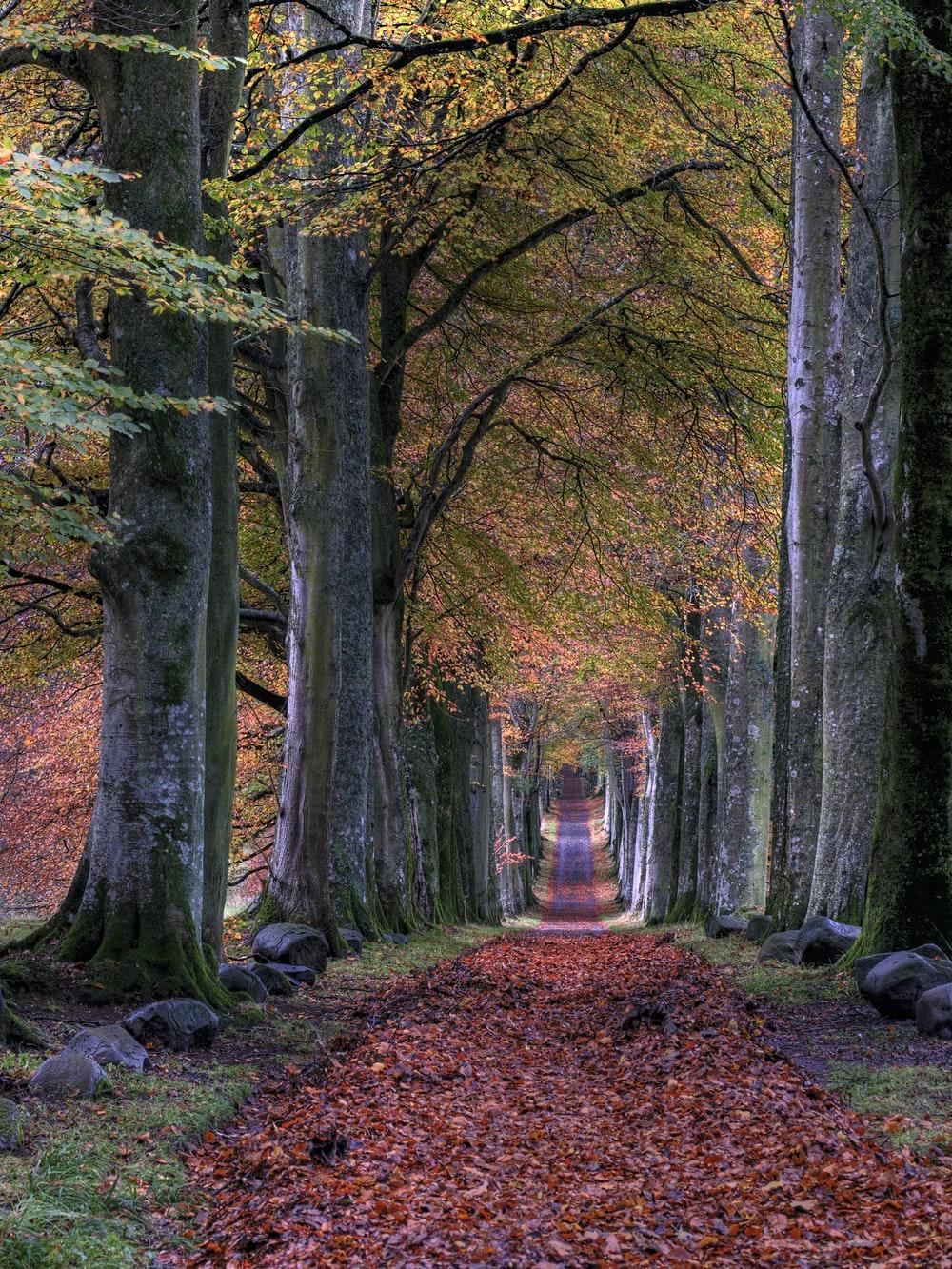 1000x1333 Autumn Wallpaper: Free HD Download [HQ]