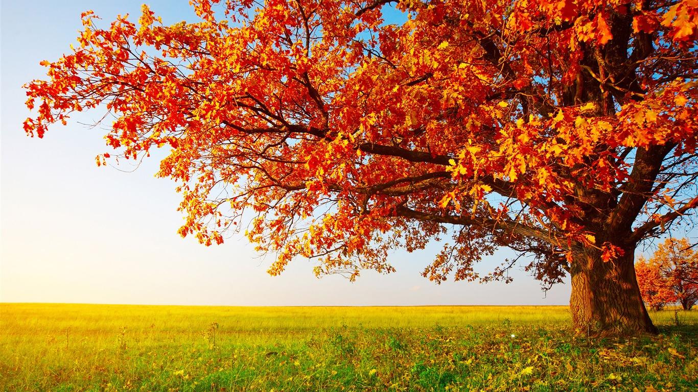 1366x768 Dream Autumn Maple Prairie Nature Scenery HD Wallpaper