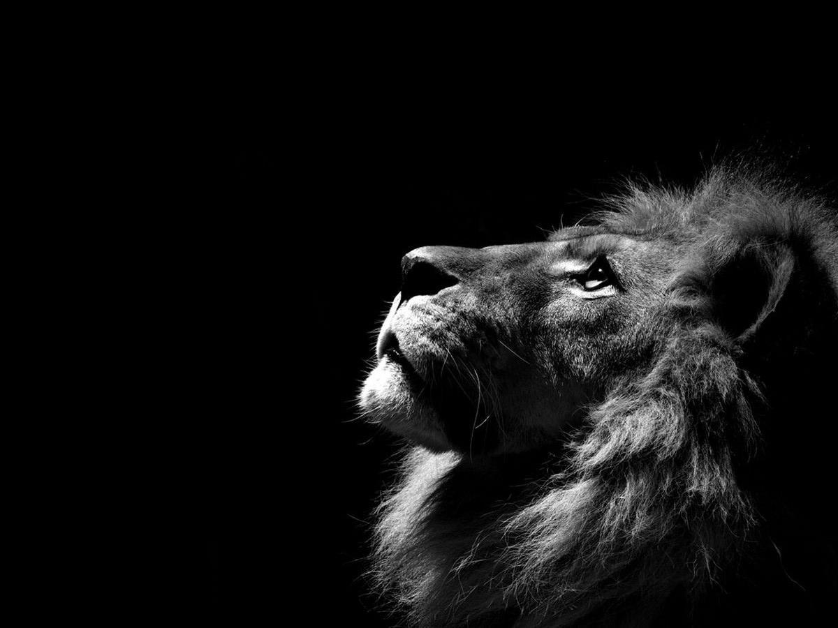 1200x900 Lion Wallpaper Black and White
