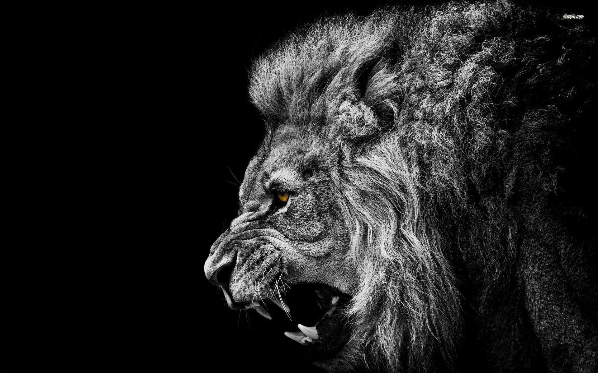 1920x1200 Black And White Lion Wallpaper