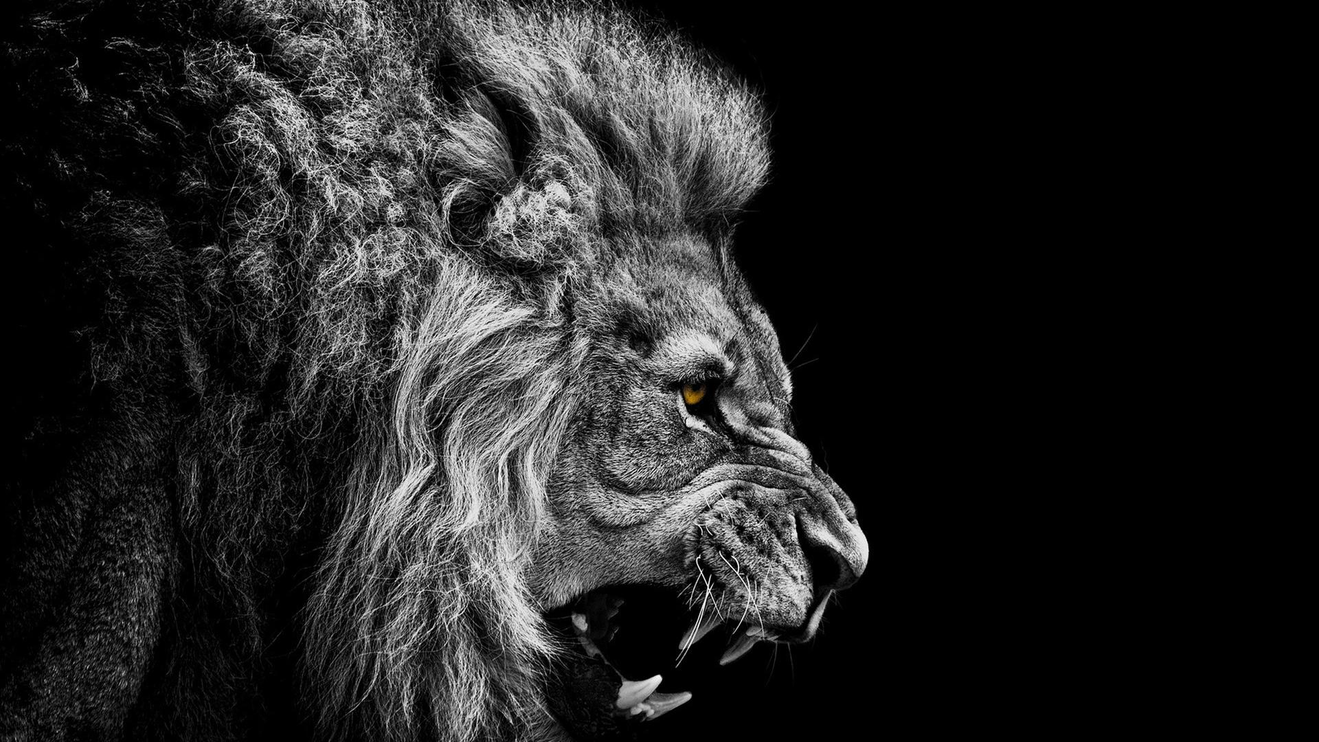 1920x1080 Black and White Lion Wallpaper