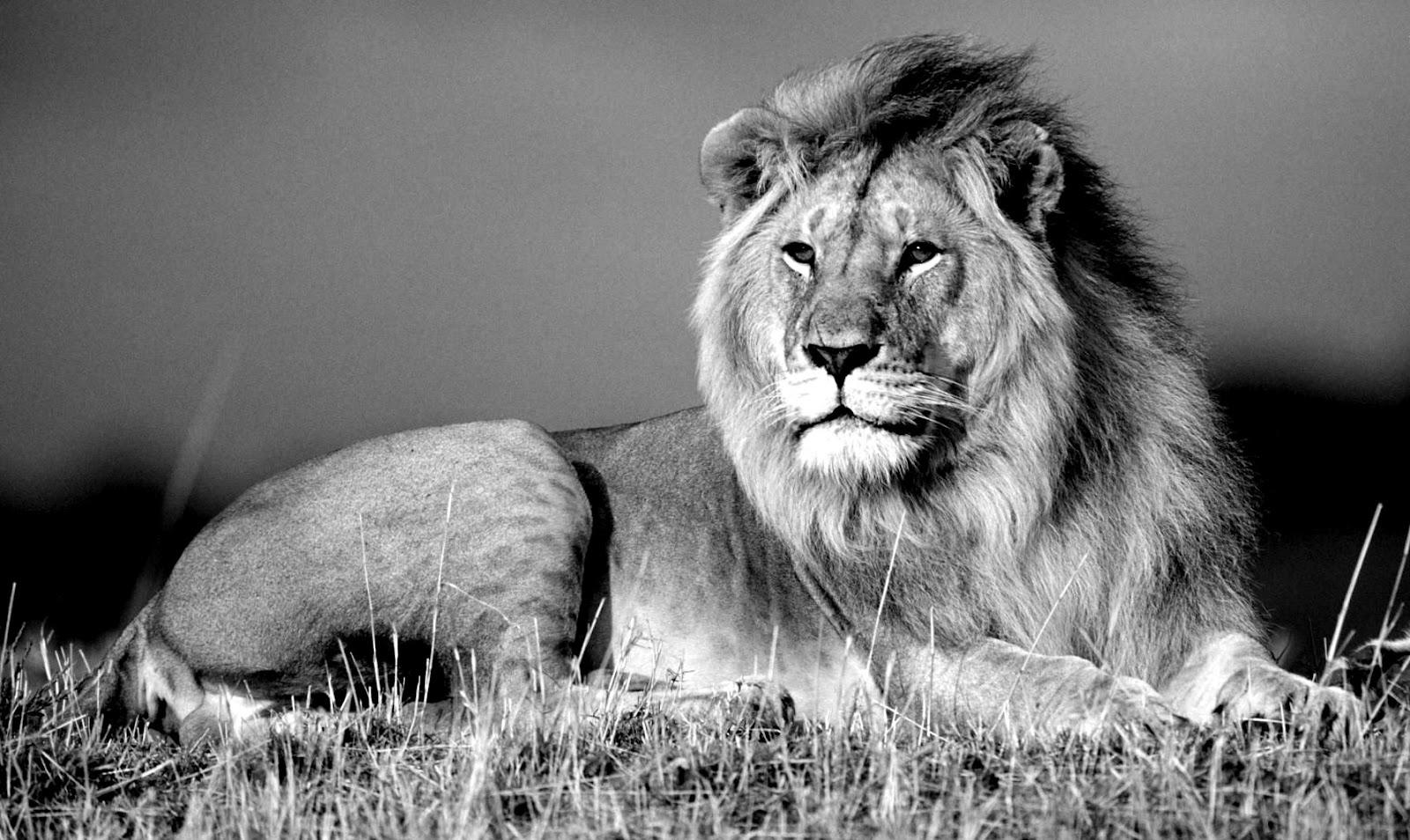 1600x954 Lion Black And White Desktop Wallpaper N White Photo Of Lion