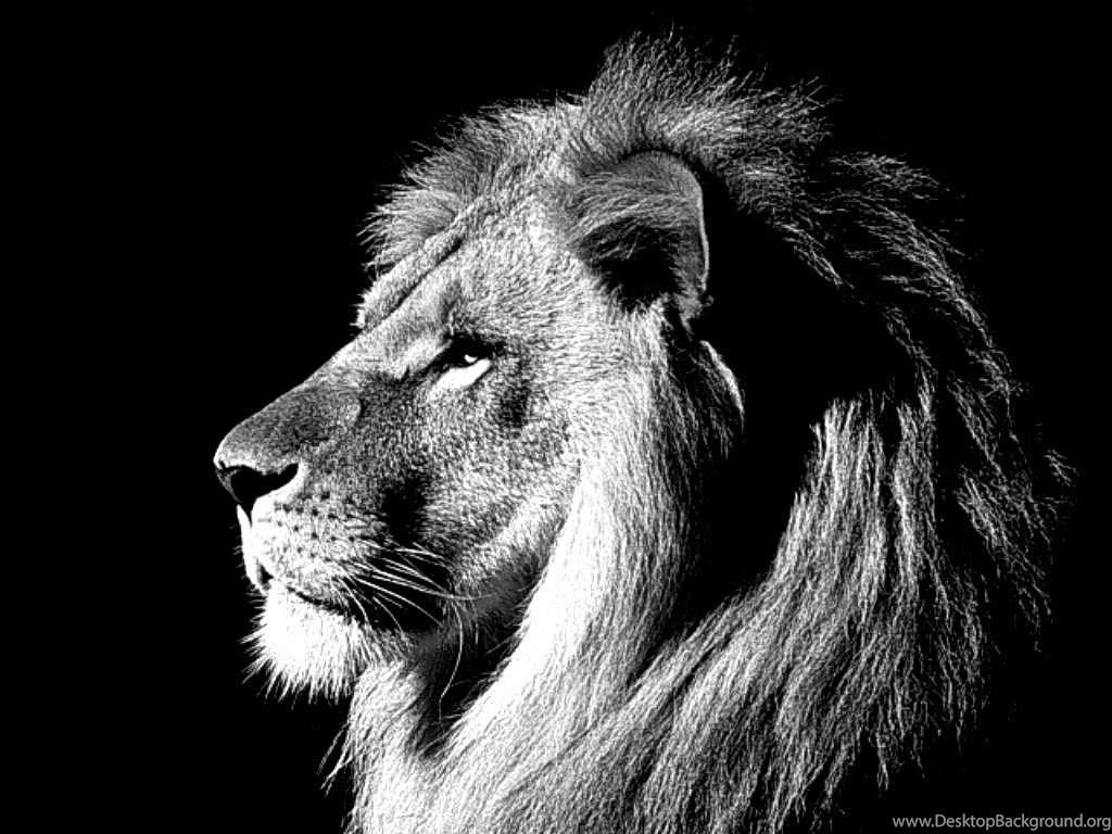 1024x768 White Lion Wallpaper Desktop Background