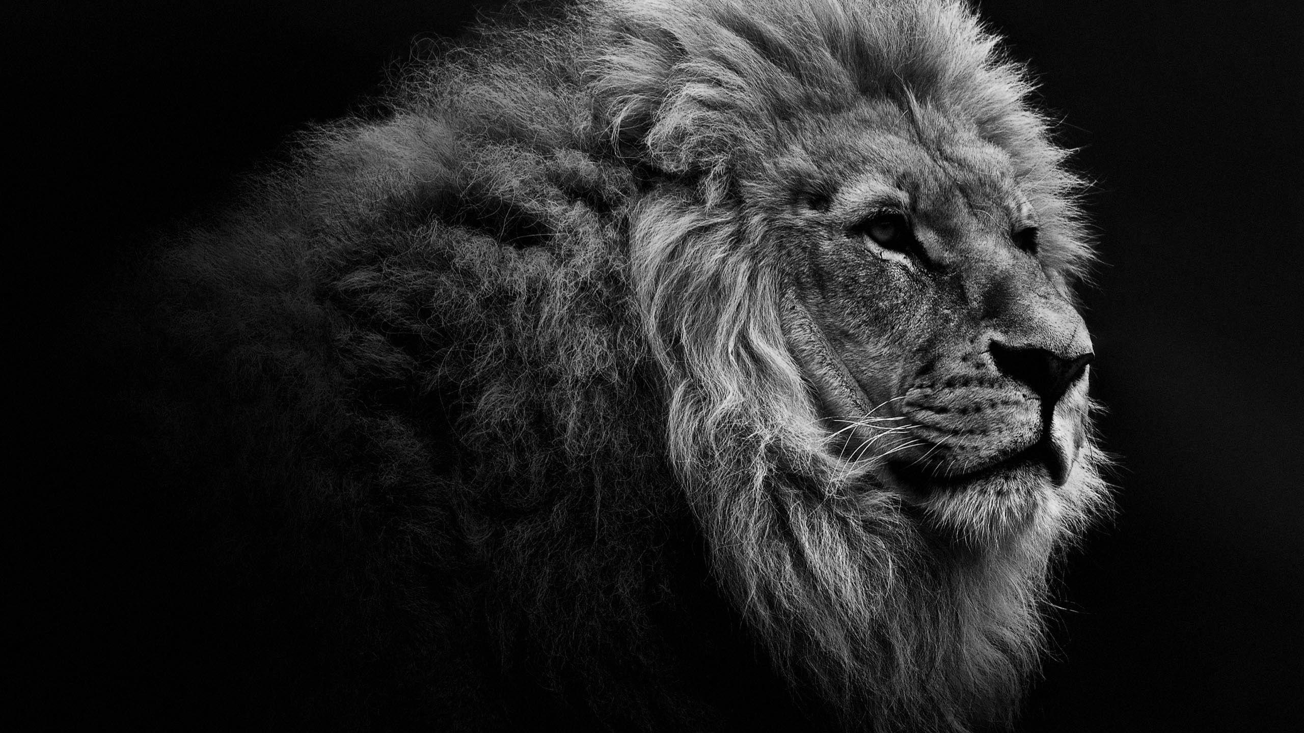 2560x1440 Lion PC Wallpaper, HD Lion PC Background