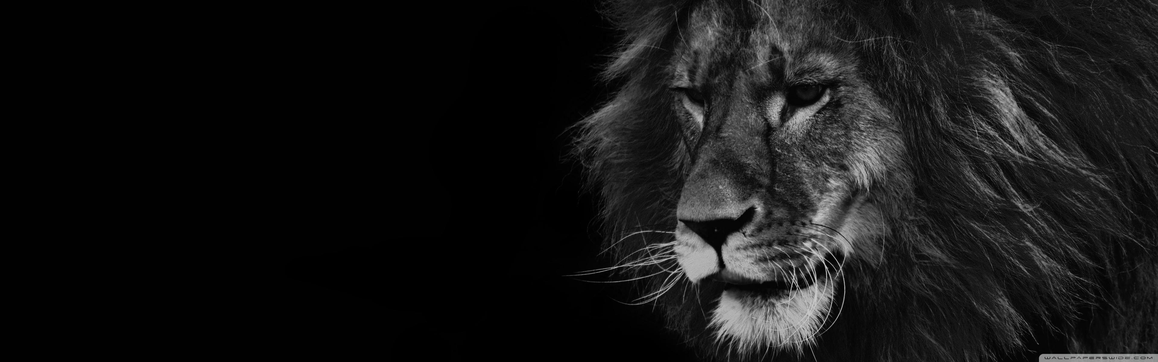 3840x1200 Lion Black and White Ultra HD Desktop Background Wallpaper for : Widescreen & UltraWide Desktop & Laptop : Multi Display, Dual Monitor : Tablet