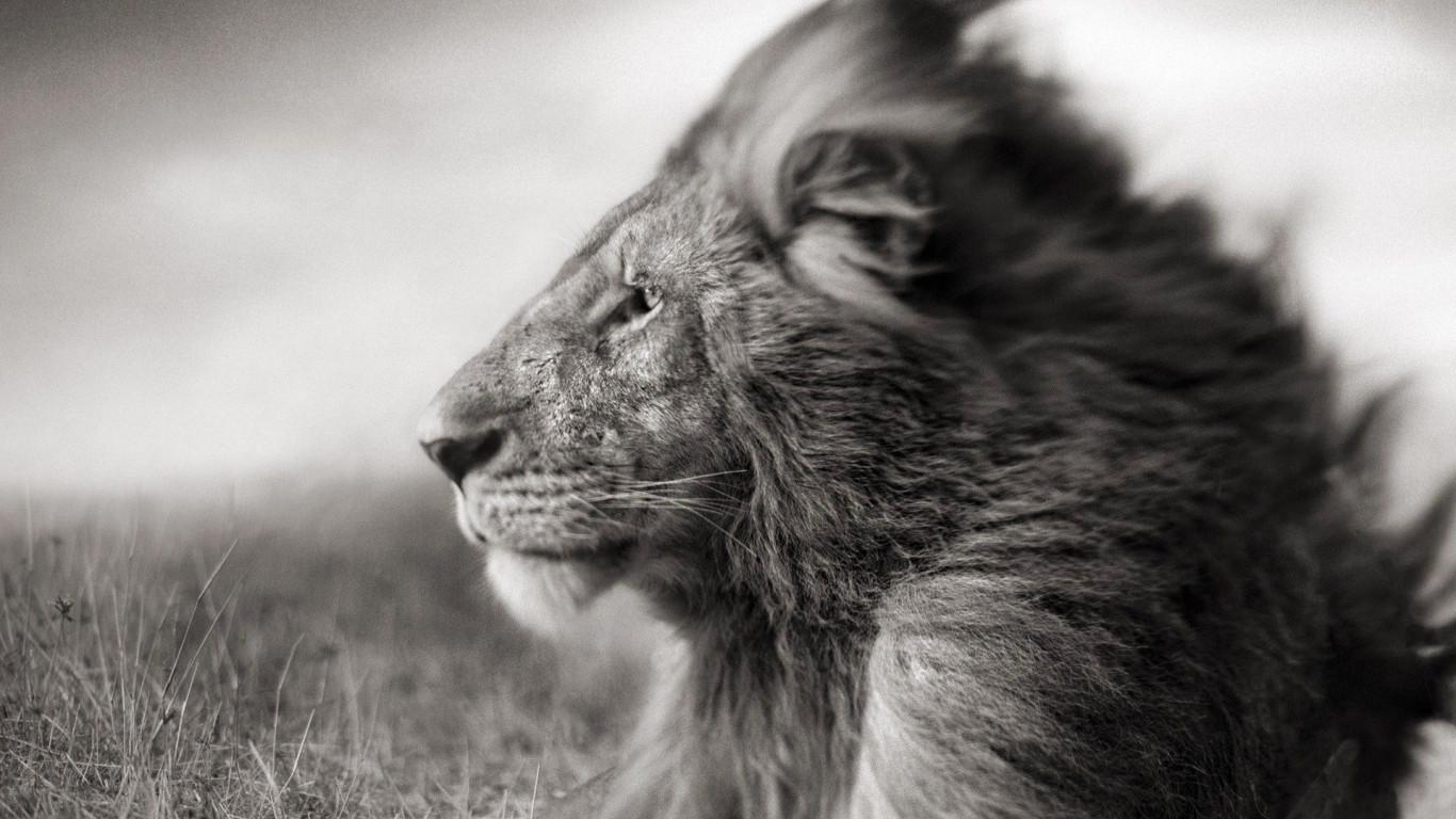 1366x768 Black And White Lion HD Desktop Wallpaper 19163