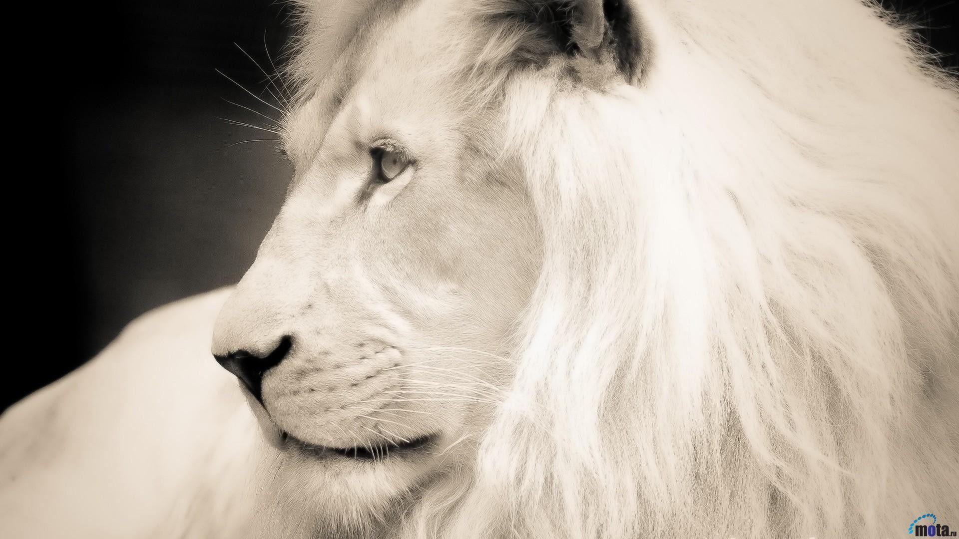 1920x1080 White Lion Wallpaper, HD White Lion Background
