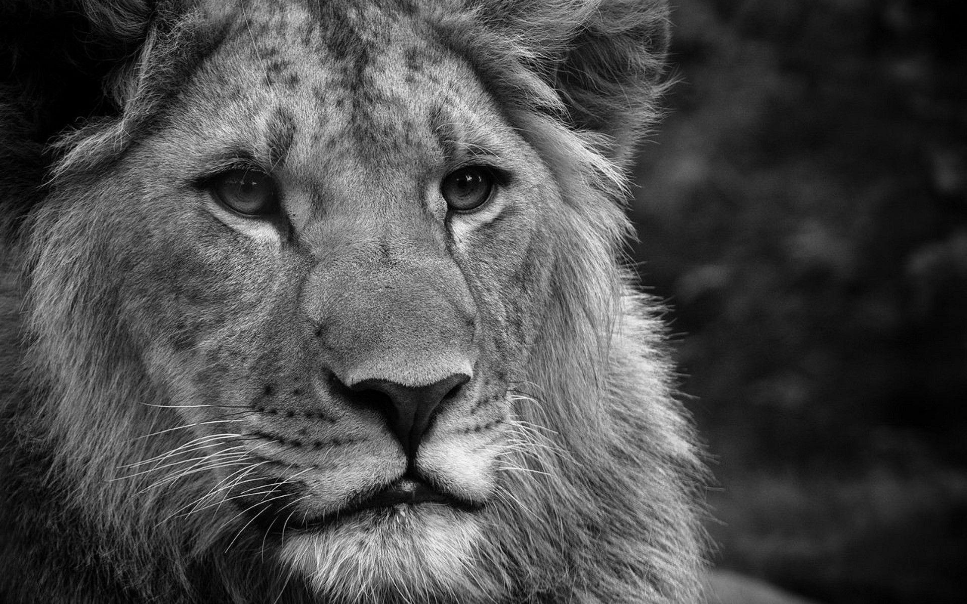 1920x1200 black and white animals monochrome lions / 1920x1200 Wallpaper. Animal wallpaper, Lion HD wallpaper, Animals