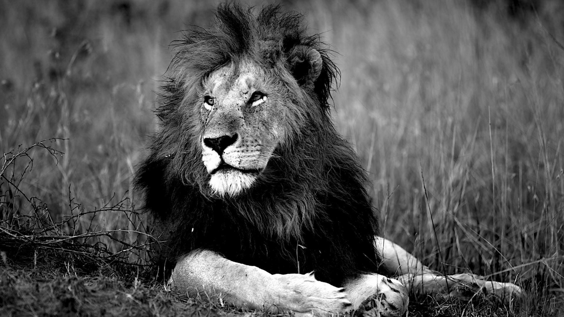 1920x1080 Black Lion Wallpaper Wallpaper HD Lion