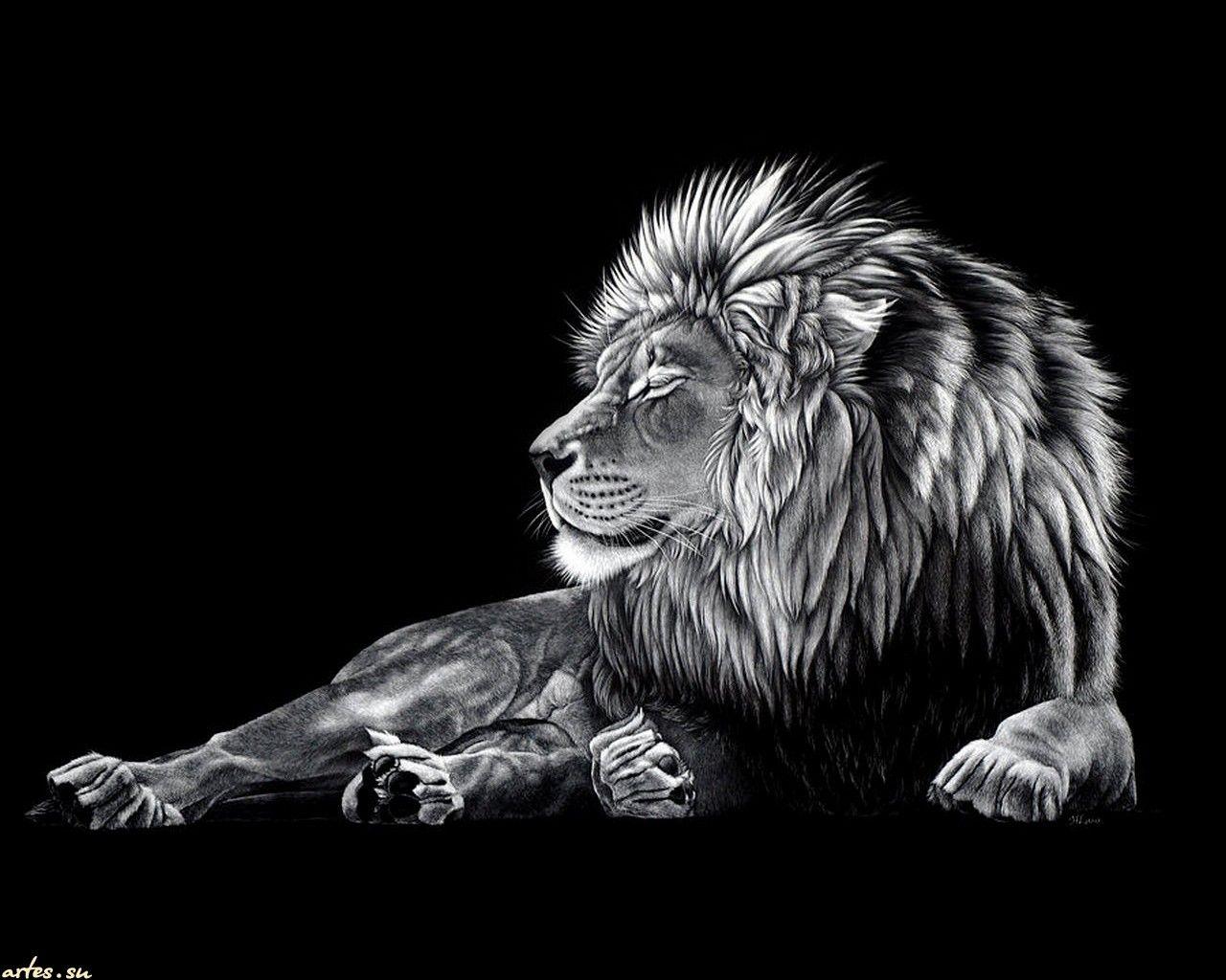 1280x1024 Black And White Lion Wallpaper
