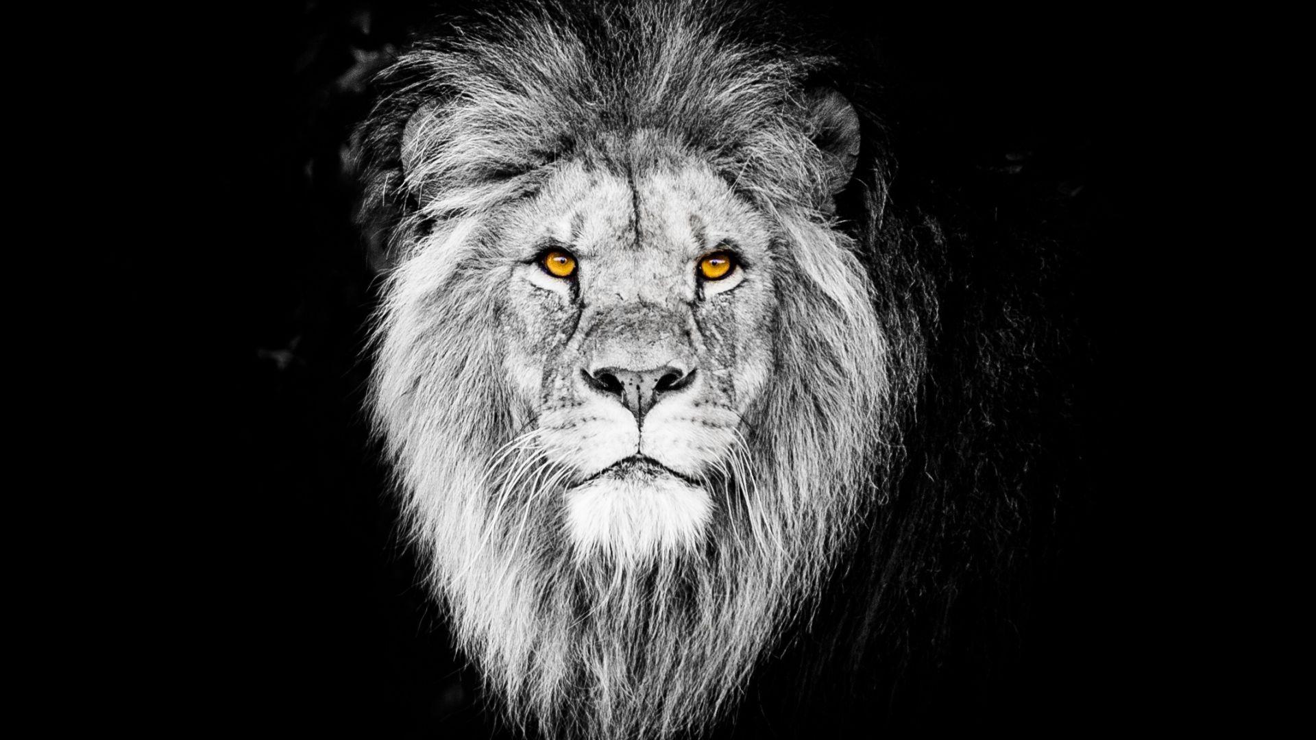 1920x1080 Desktop wallpaper monochrome, the beast, lion, muzzle, HD image, picture, background, 48b2dd