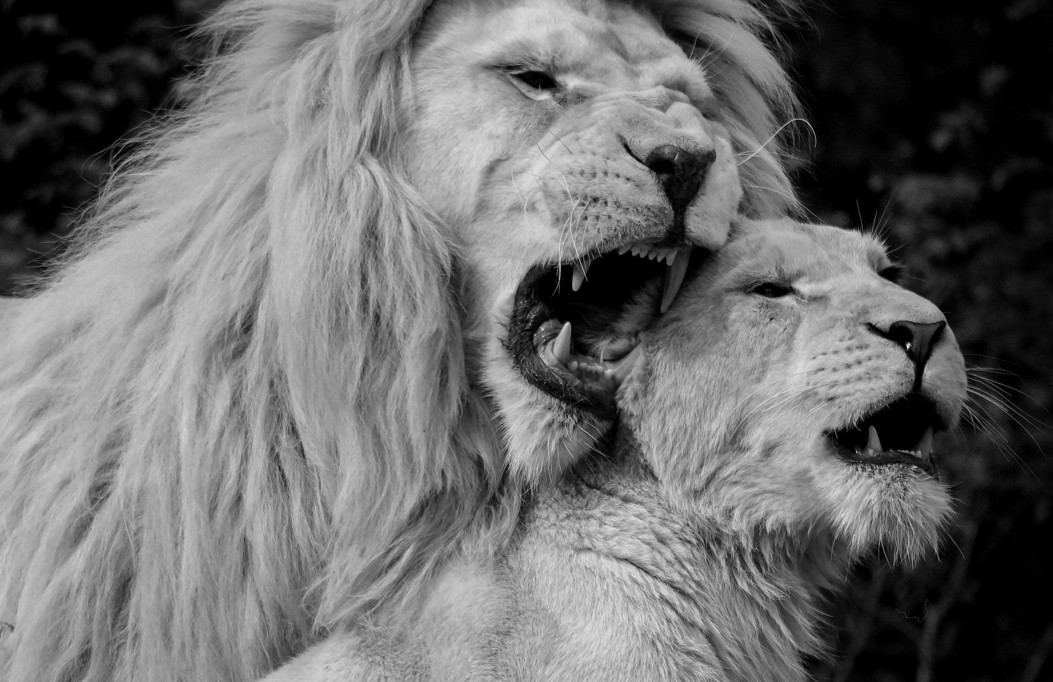 2048x1328 2048x1328 white lion wallpaper free HD widescreen
