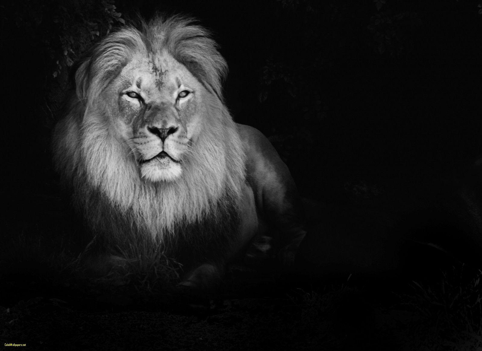 1600x1164 Lion Wallpaper