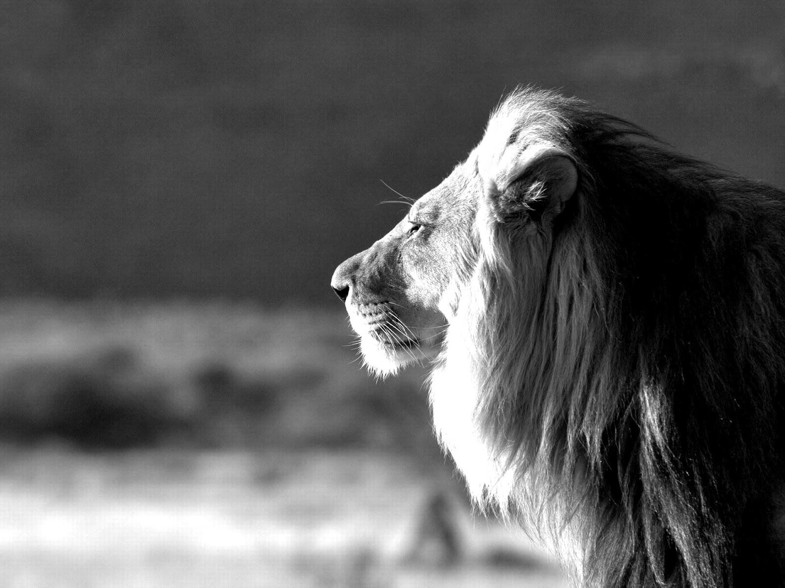 1600x1200 Lion Wallpaper Black and White