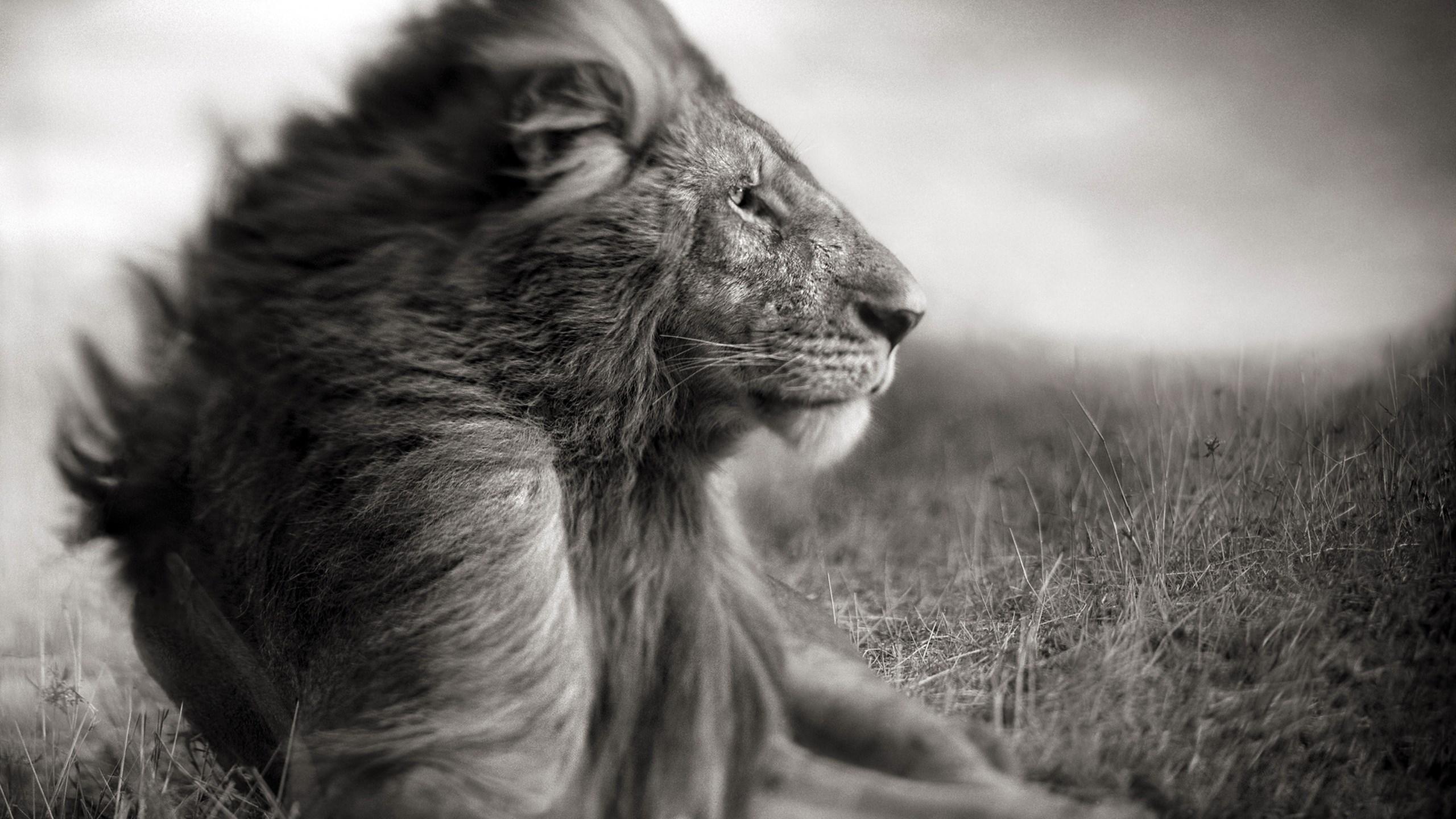 2560x1440 black white lion wallpaper. Mocah HD Wallpaper