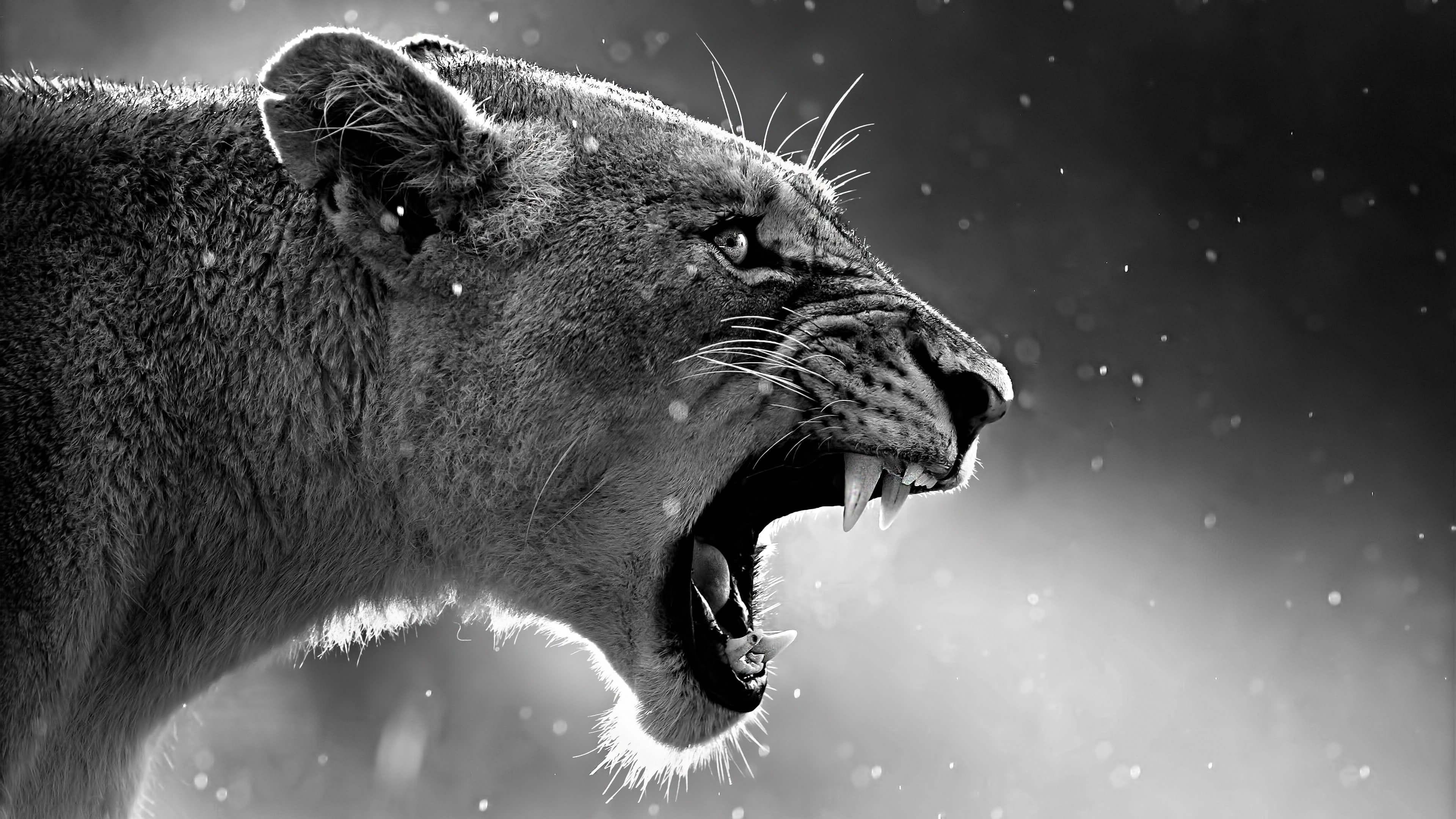 3840x2160 Black And White Lion Wallpaper HD
