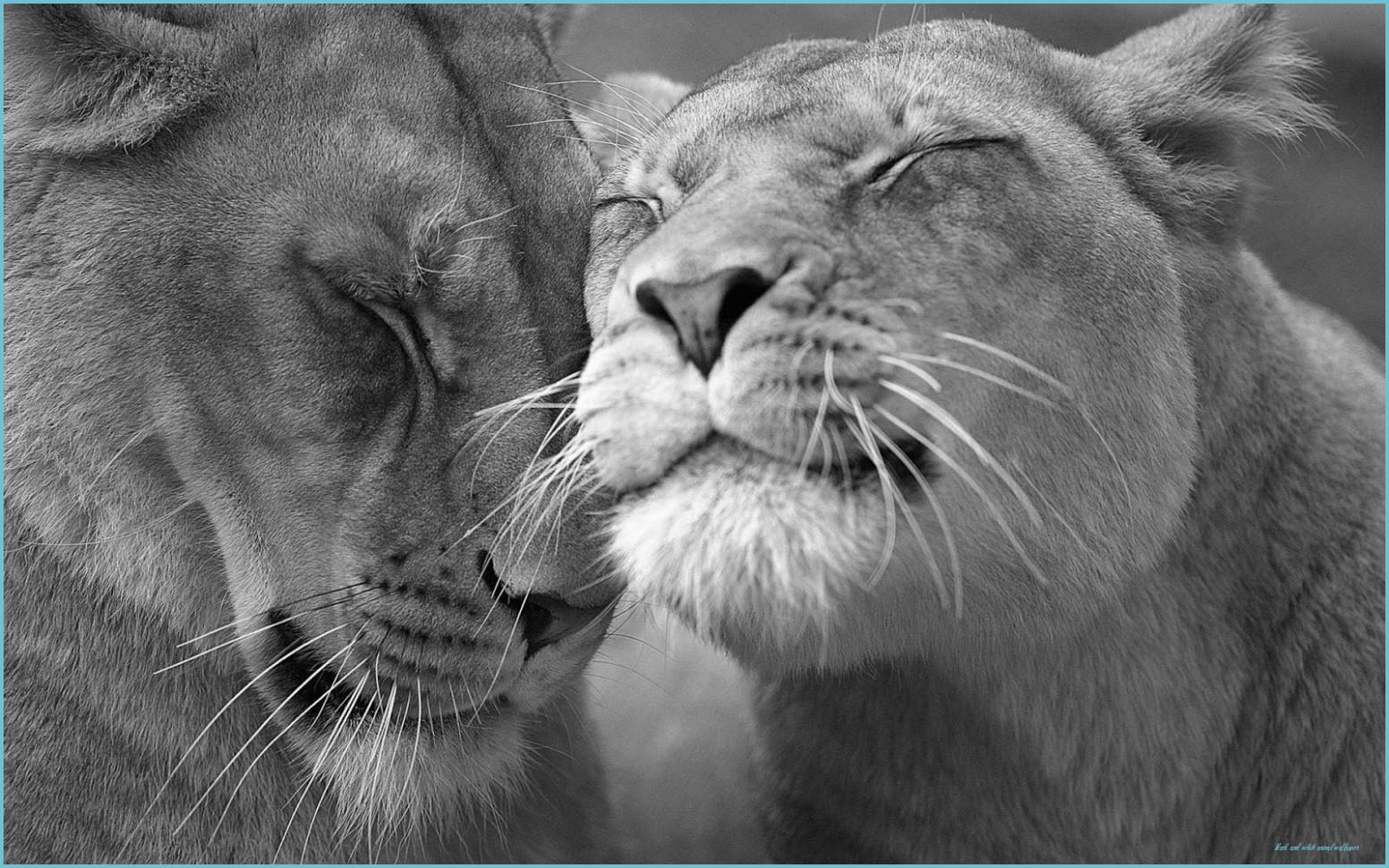1552x970 Black And White Wallpaper With Lions HD Animals Wallpaper And White Animal Wallpaper