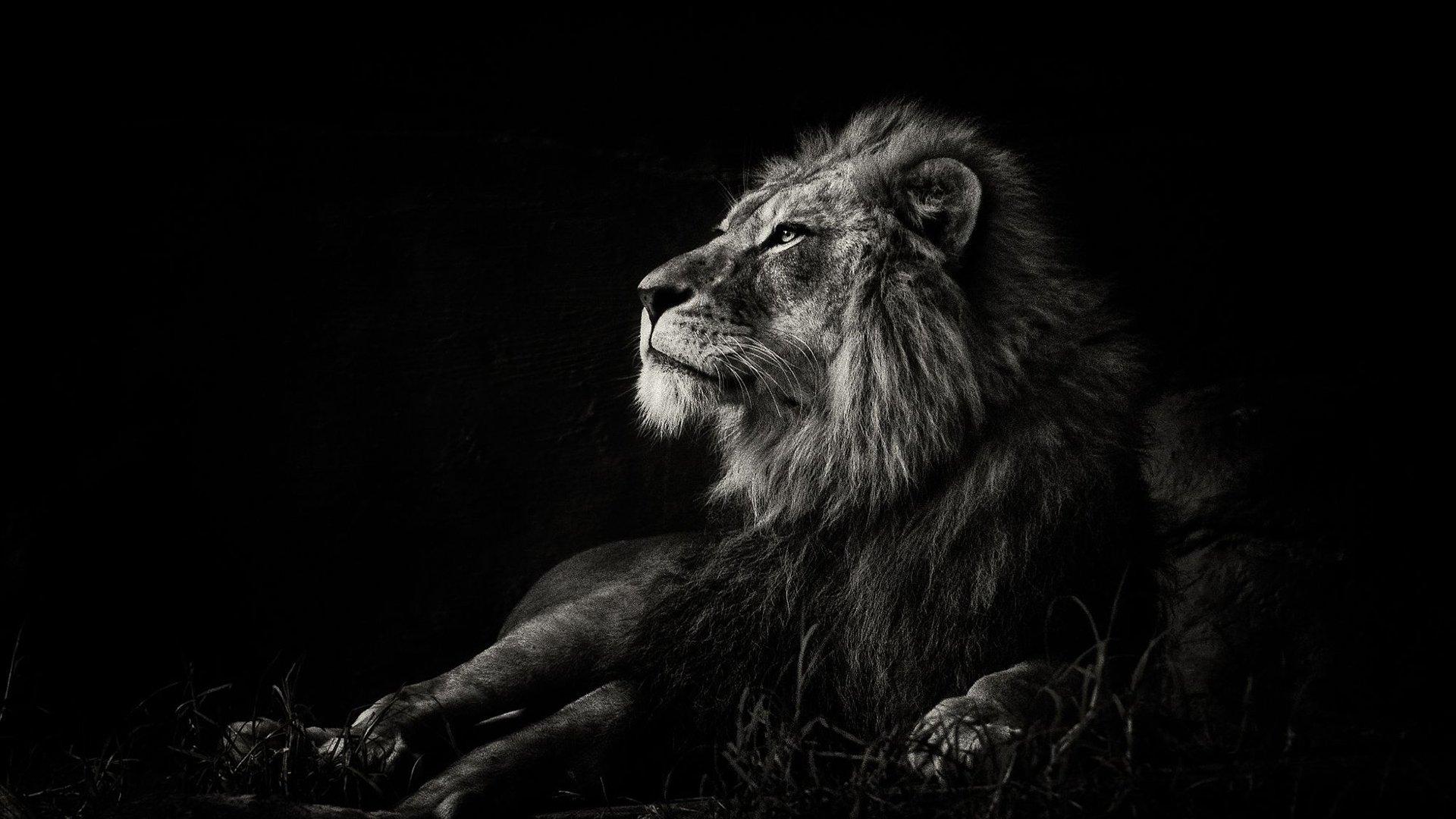1920x1080 Lion HD Wallpaper