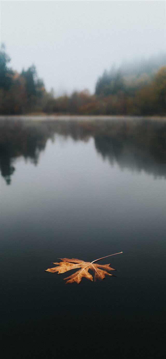 640x1385 Floating iPhone X wallpaper #nature #reflection #leaf #maple #Washington # Wallpaper #Background #iPhoneX #iPhoneXS #iPhone. Sfondi vintage, Sfondi, Sfondi carini
