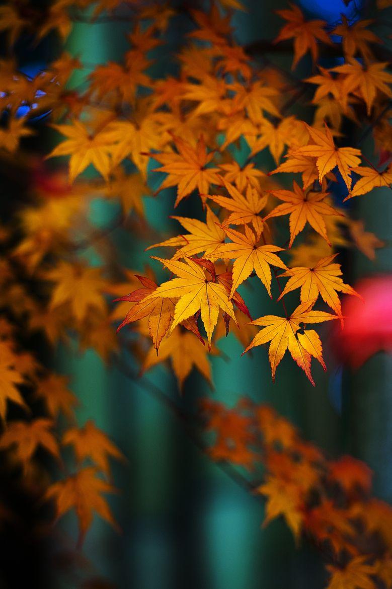 779x1170 Bamboo And Maple On 500px By Manabu Oda, Tokyo, Japan☀ NIKON D700 F 3.5 1 250s 200mm Iso 2832✱4256px Rating:99.5. 紅葉 景色, 秋の壁紙, 紅葉 風景