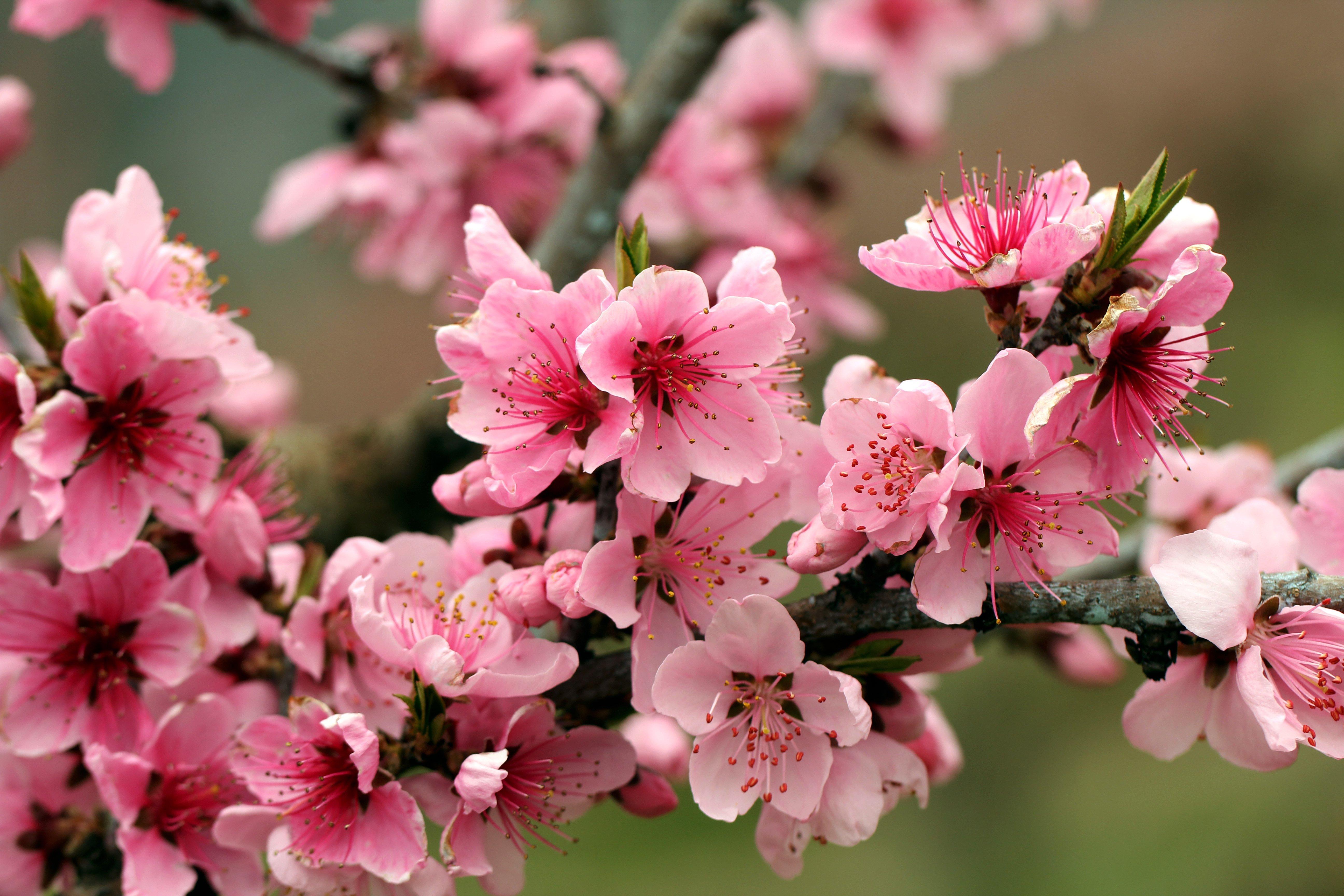 5184x3456 Apple tree bright spring pink flowers petals blossoms tender wallpaperx3456