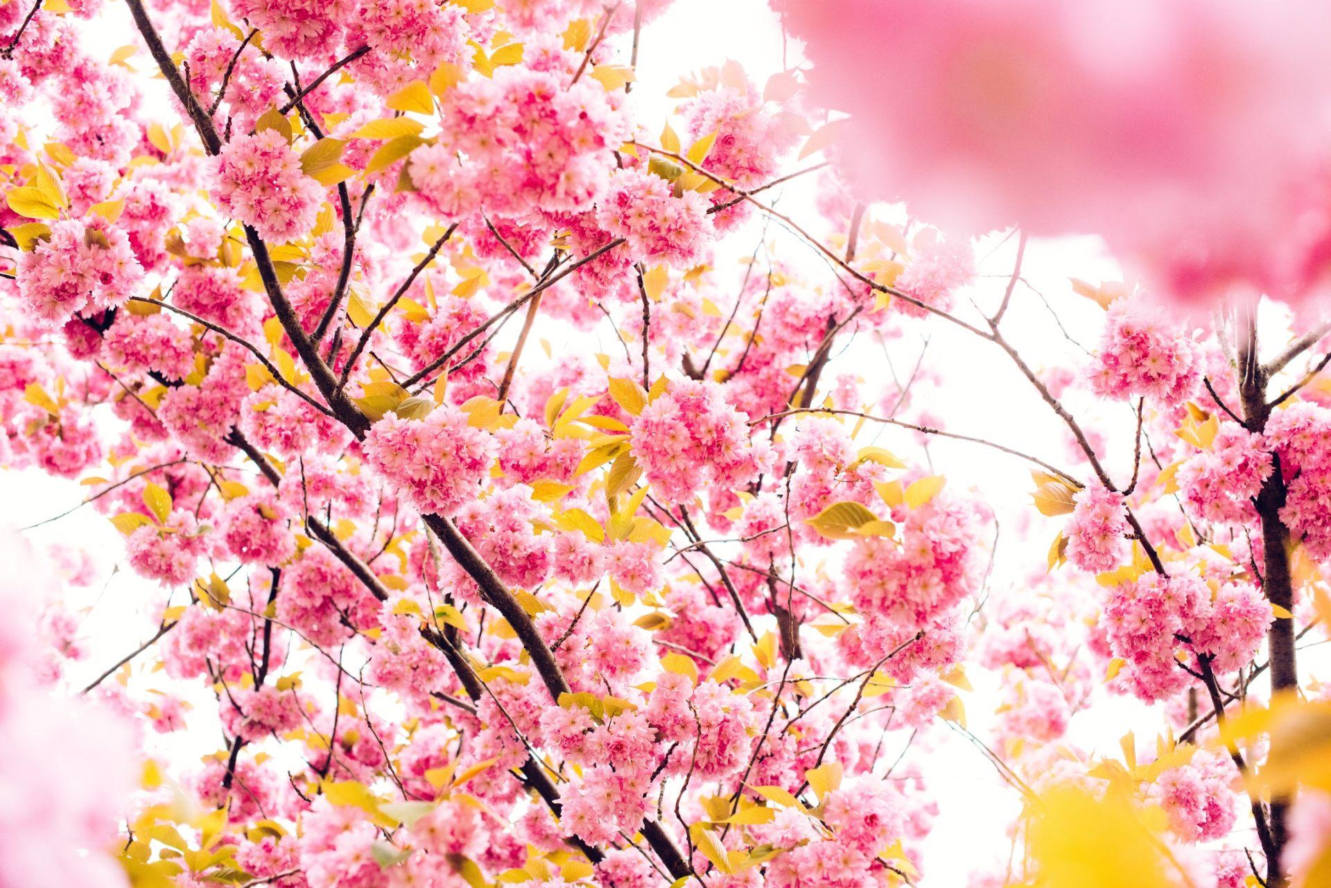 1920x1281 Beautiful Pink Tree With Flower Wallpaper For Desktop Cherry Blossom Tree HD