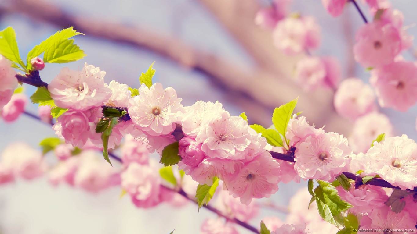 1366x768 Flower tree wallpaper