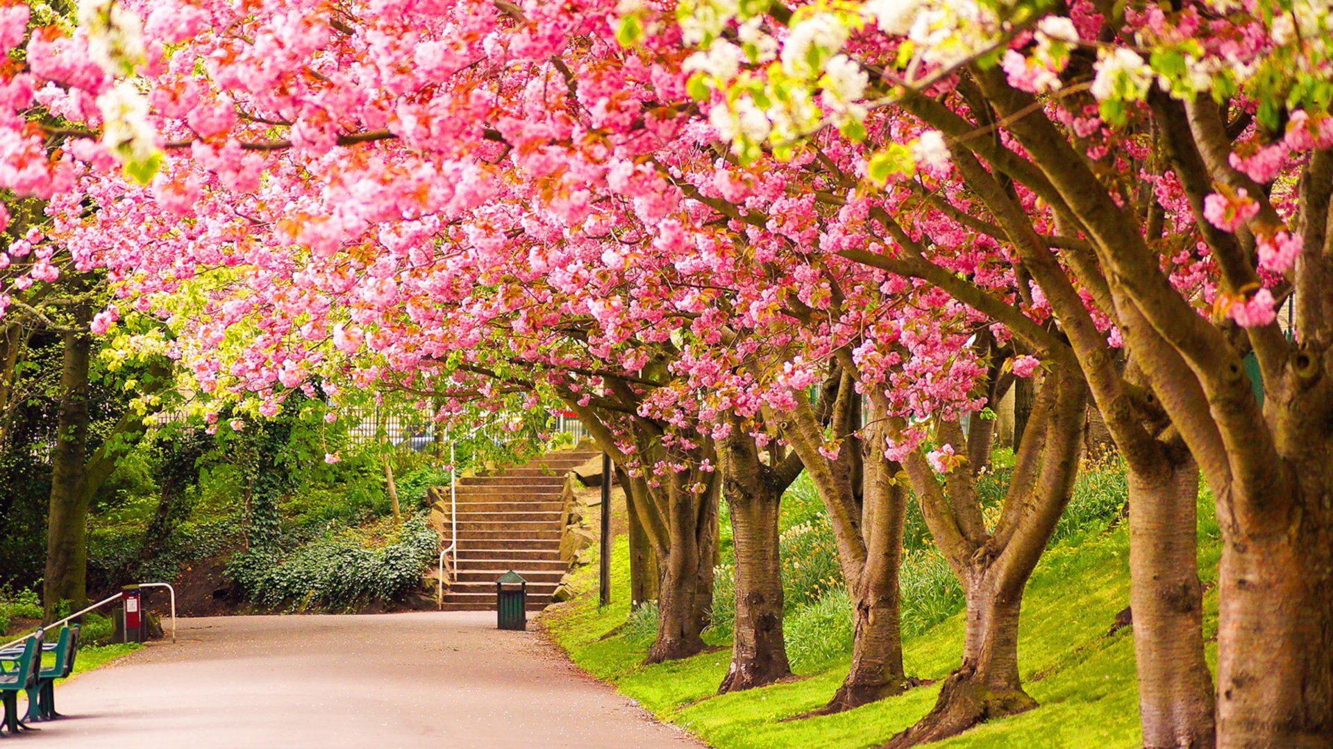 1920x1080 Park Blooming Trees Cherries Beautiful Spring Wallpaper HD For Desktop Tablets And Mobile Phones 3840x2400 :