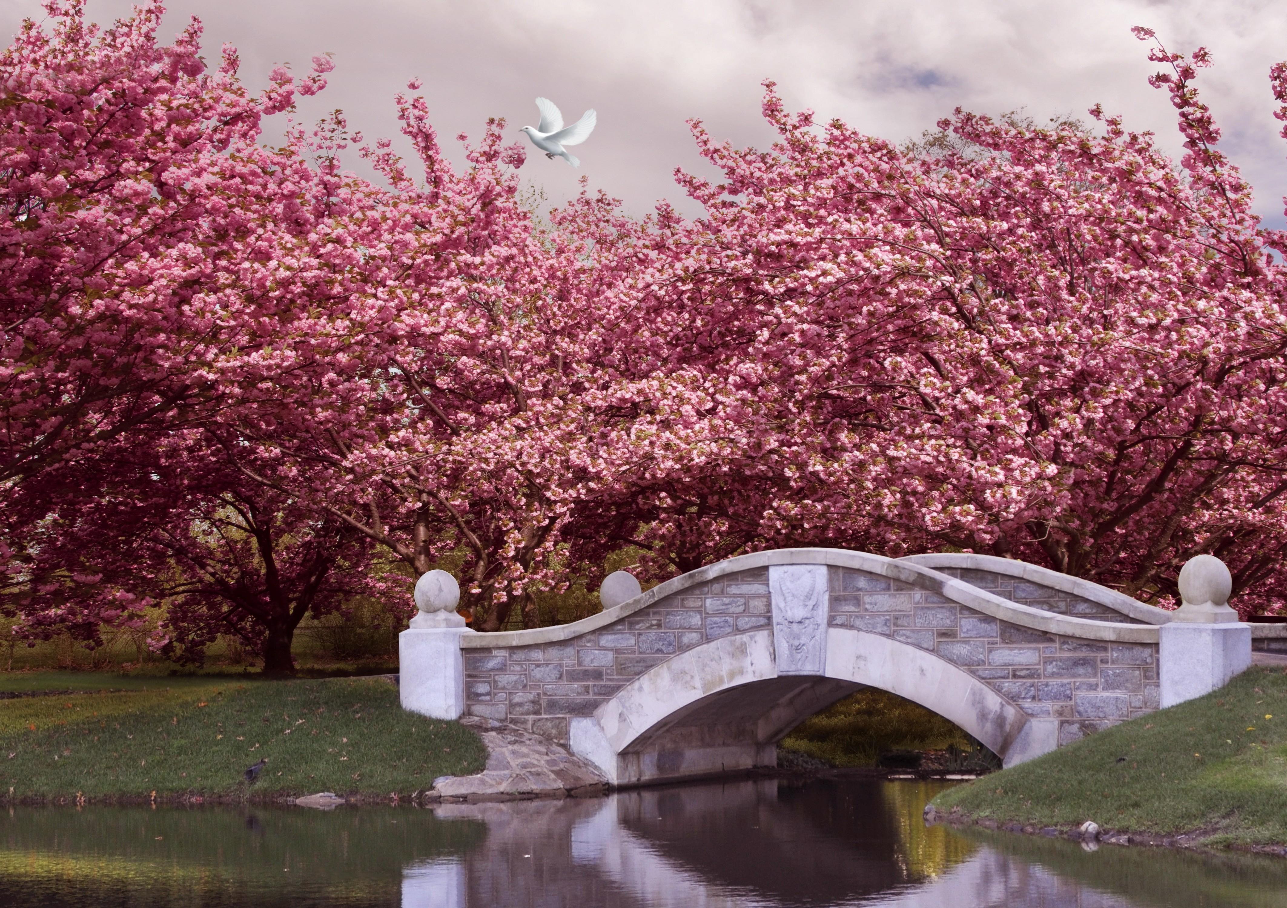 4250x3000 Pink Flowering Trees over Bridge 4k Ultra HD Wallpaper