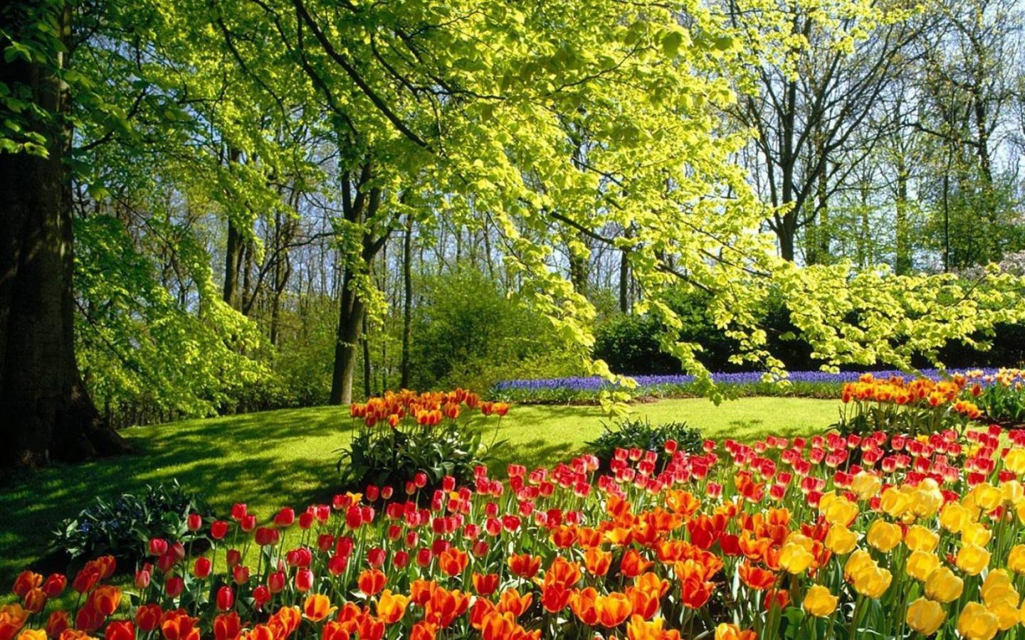 1440x900 Flowers Nature Tree wallpaperx900